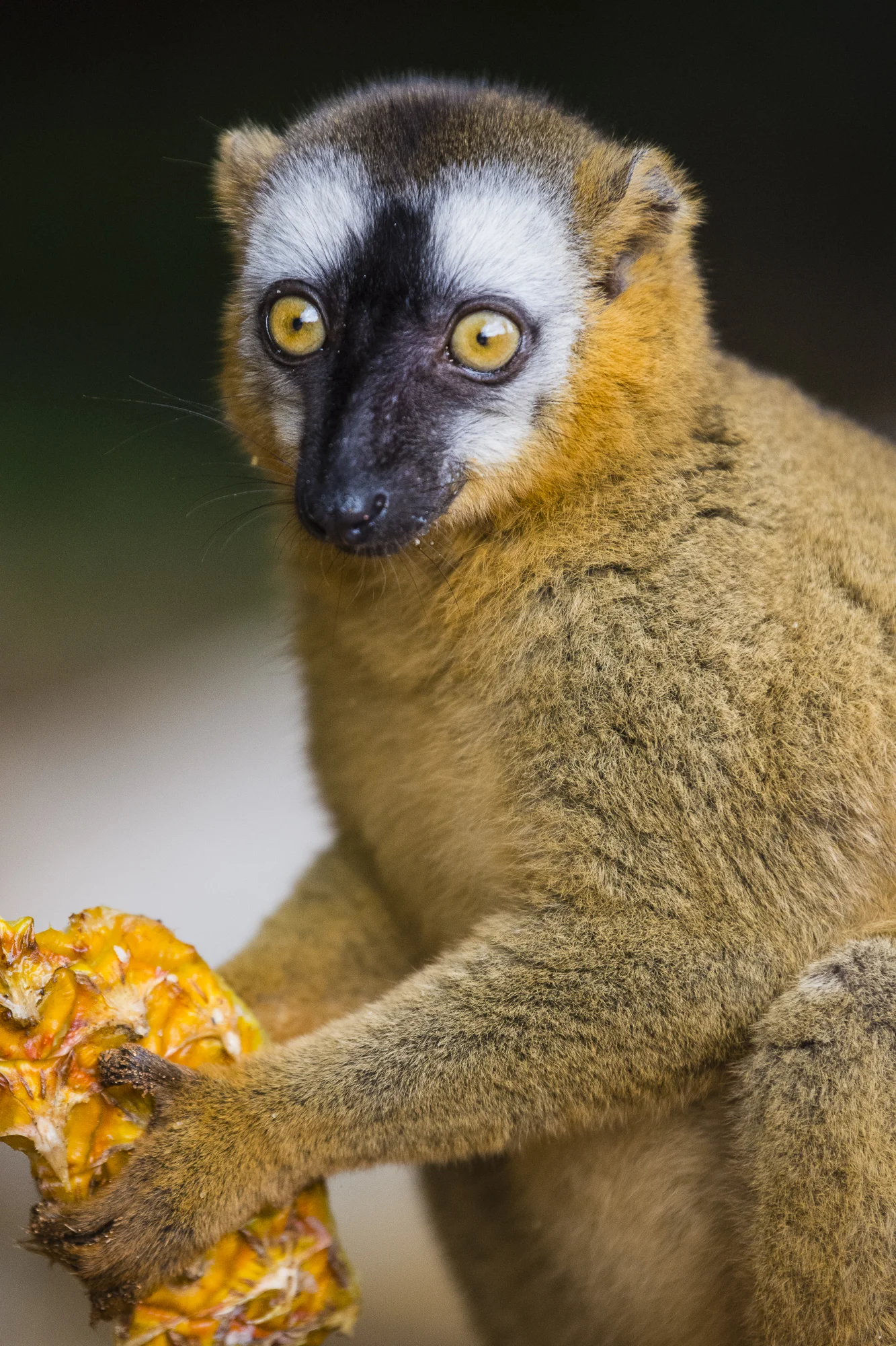 Brown lemur, Berenty Reserve, Madagascar.