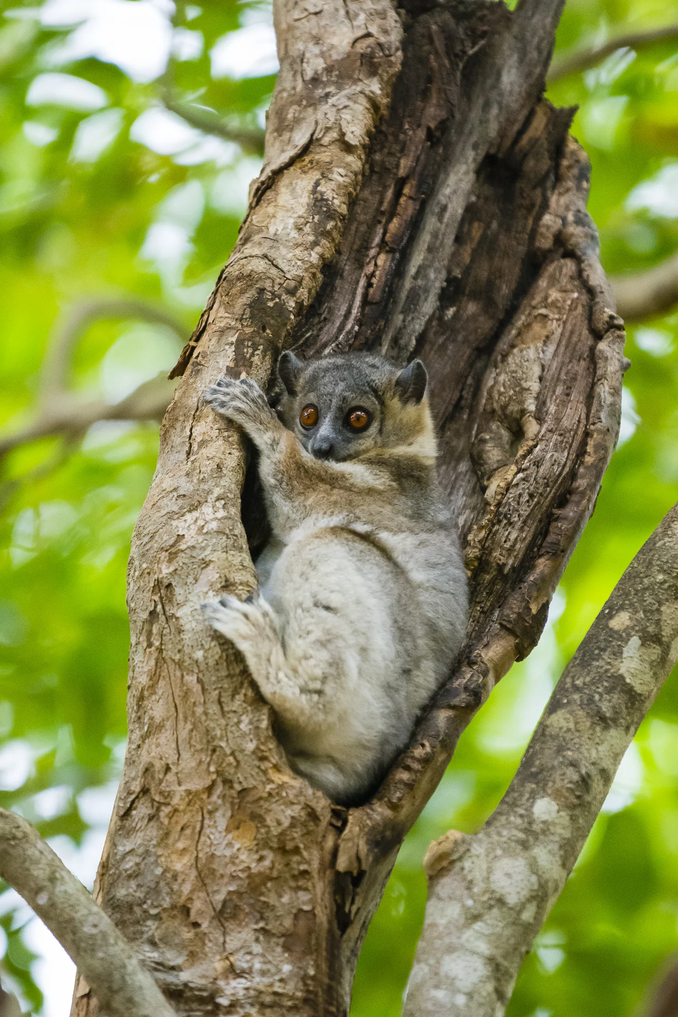 White-footed sportive lemur, Berenty Reserve, Madacascar