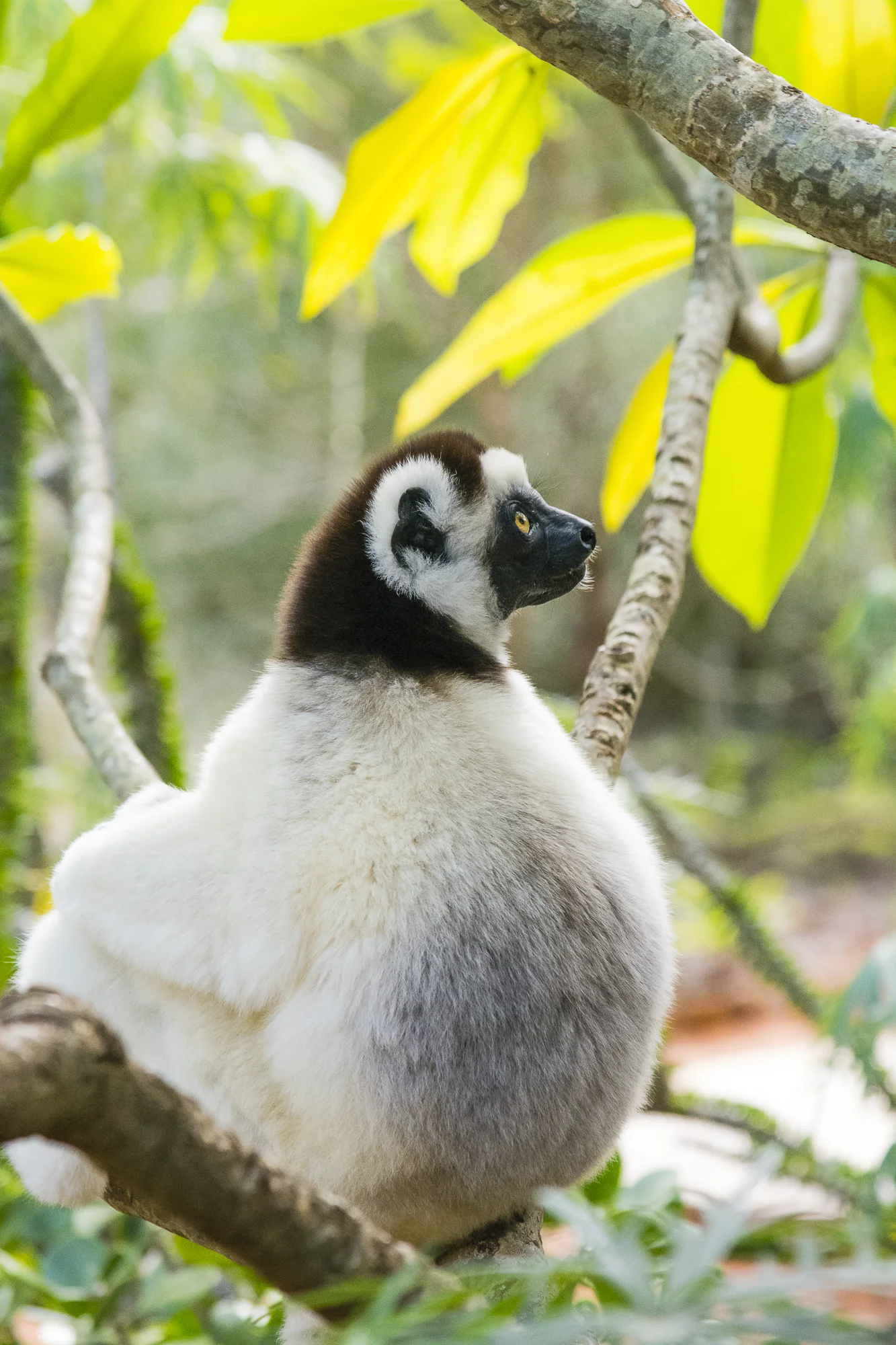 Verreaux's sifaka at Berenty Reserve, Madagascar.