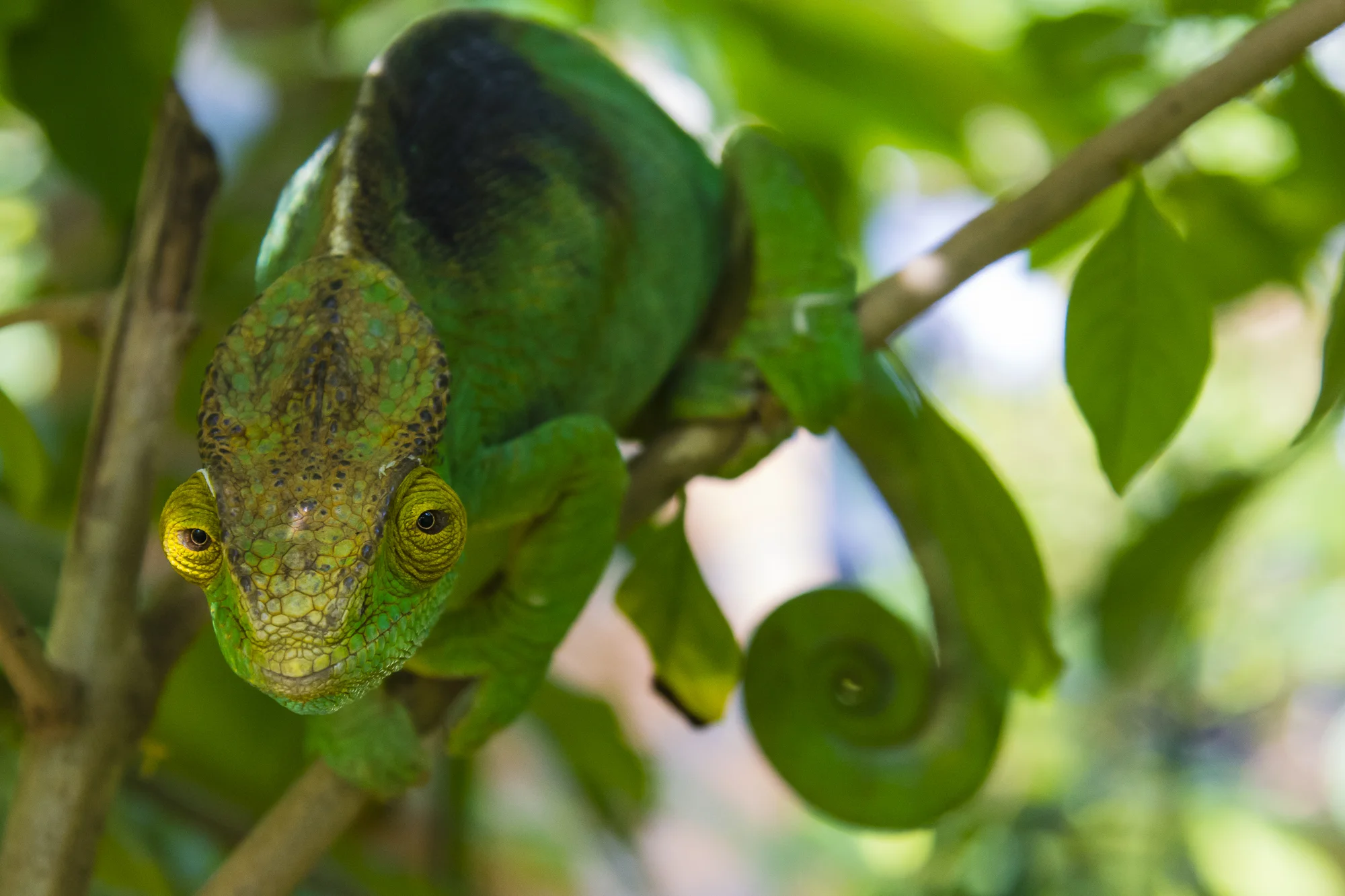 Parson's Chameleon, Madagascar.
