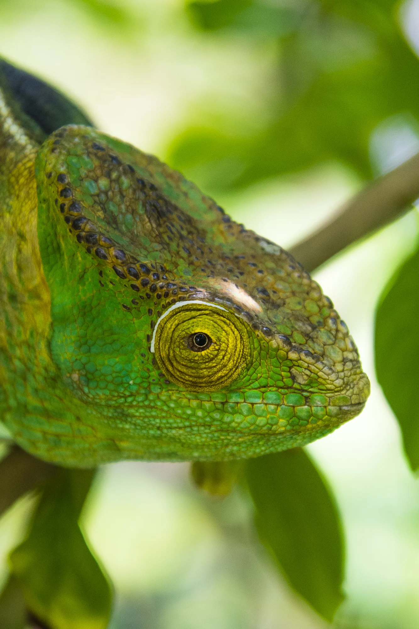 Parson's Chameleon, Madagascar.