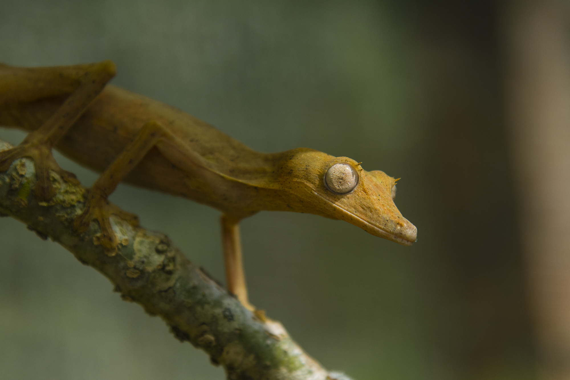 Leaf-tailed gecko, Madagascar.