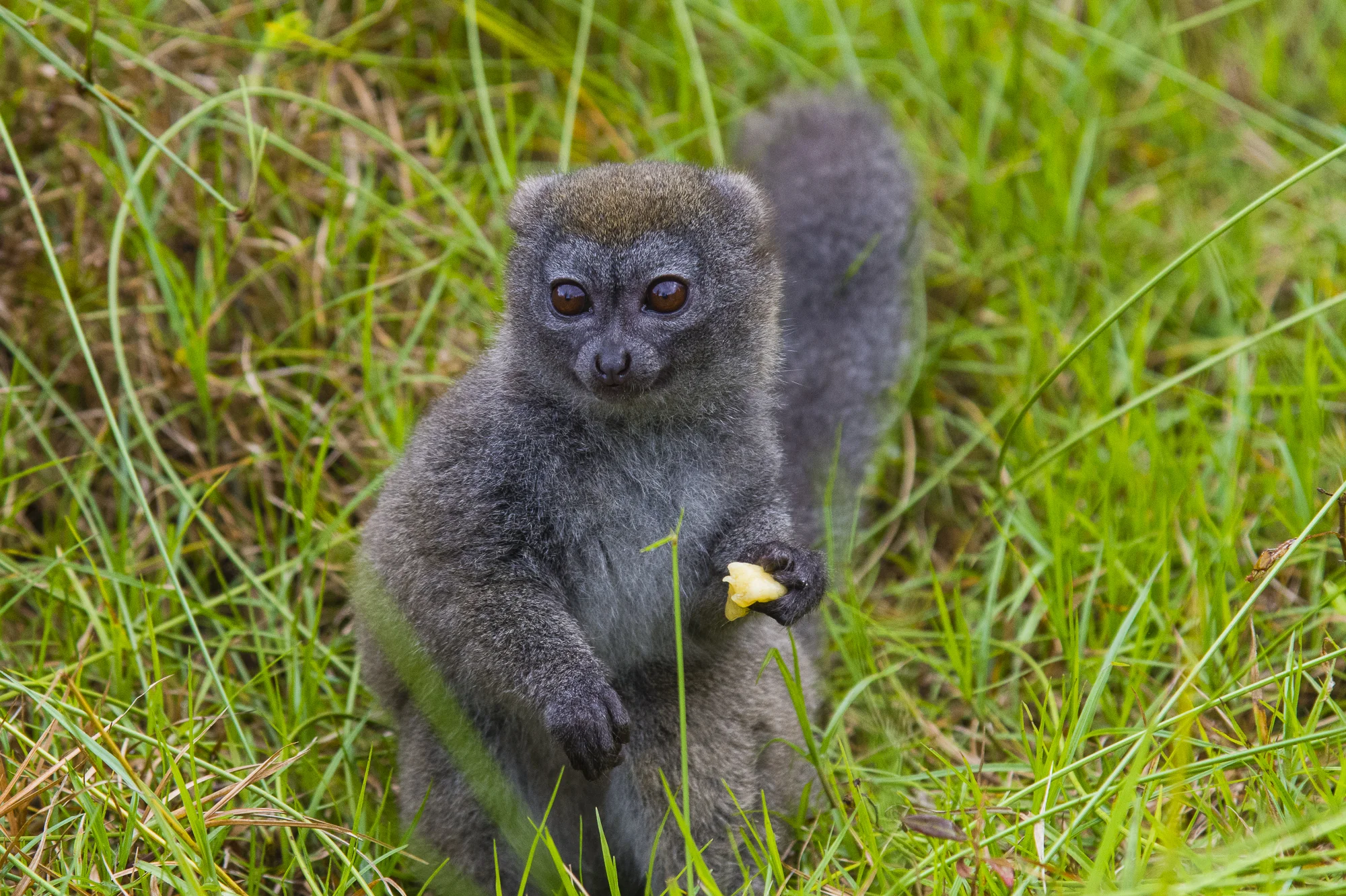 Grey bamboo lemur, Madagascar.