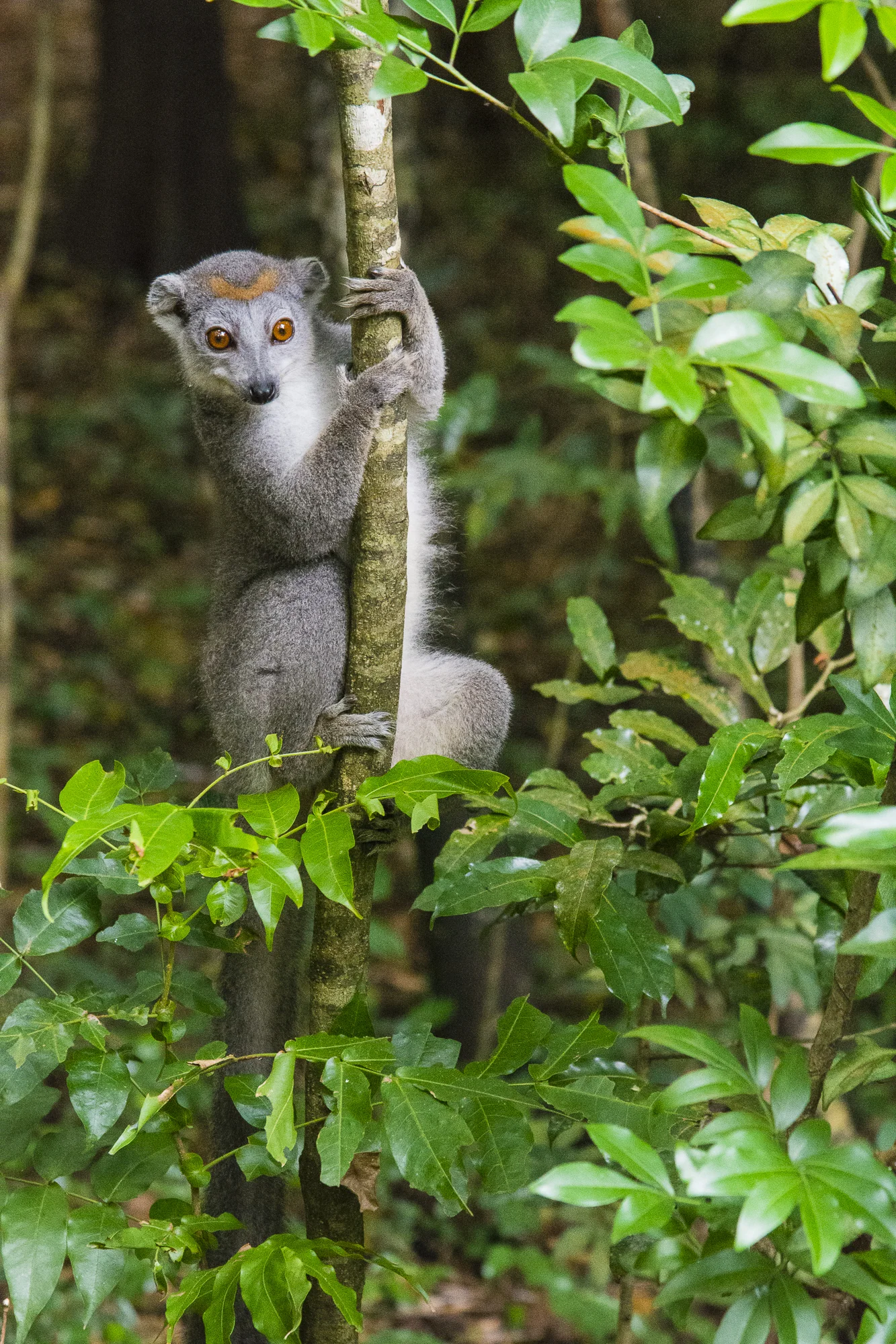Crowned lemur at Ankarana Special Reserve, Madagascar.