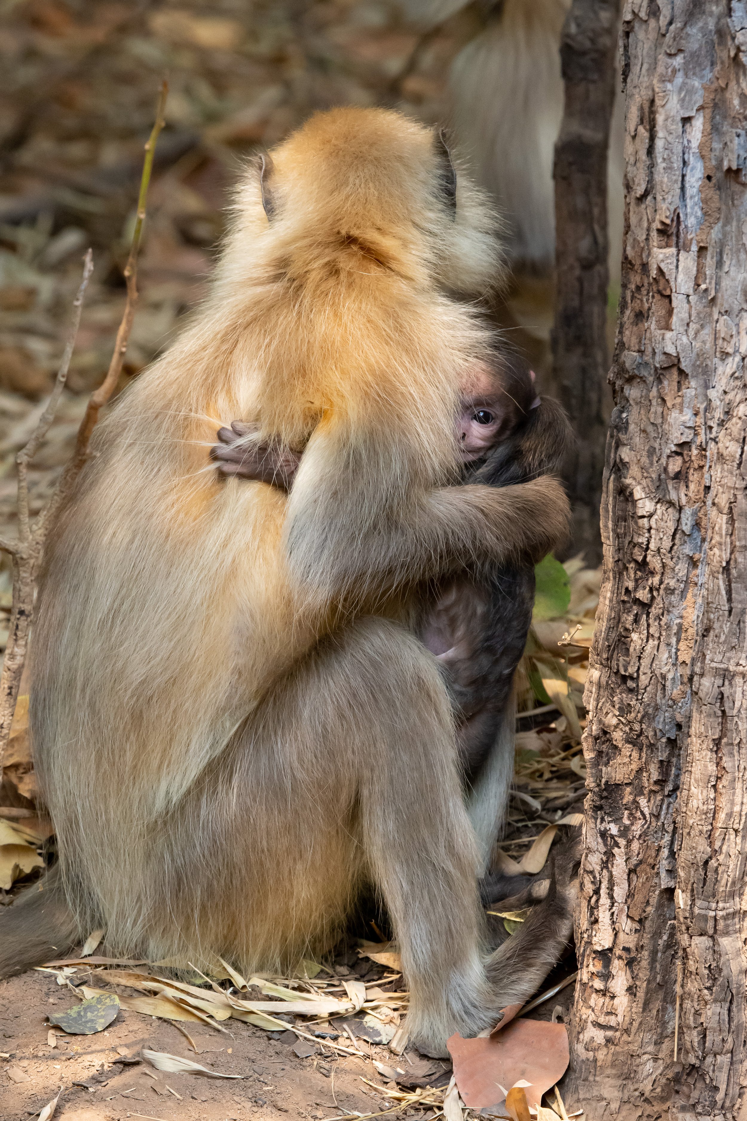 Langur holding her days-old infant as it peeks around her, Bandhavgarh National Park, India