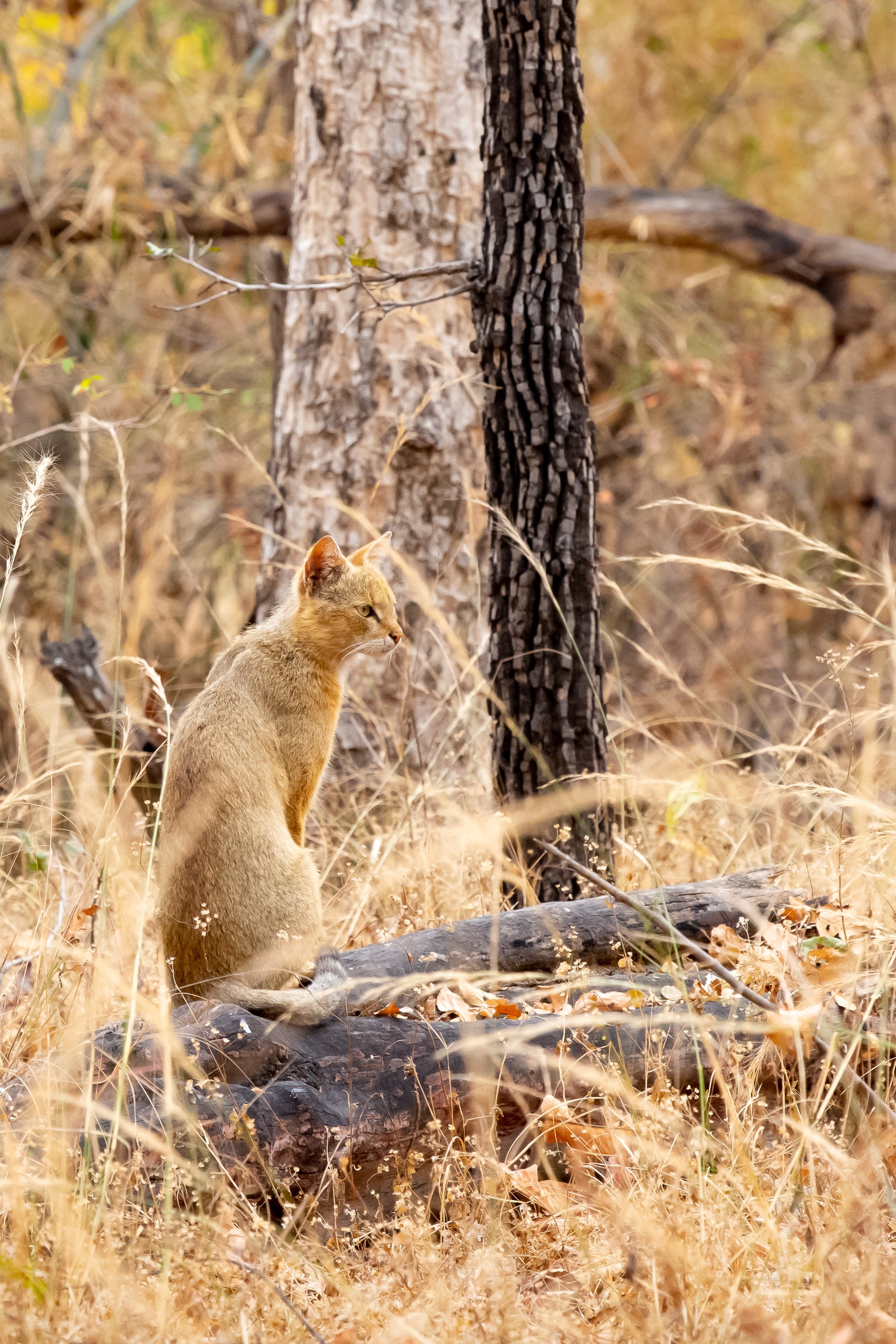 A jungle cat looks out on the grassland, Bandhavgarh National Park, India