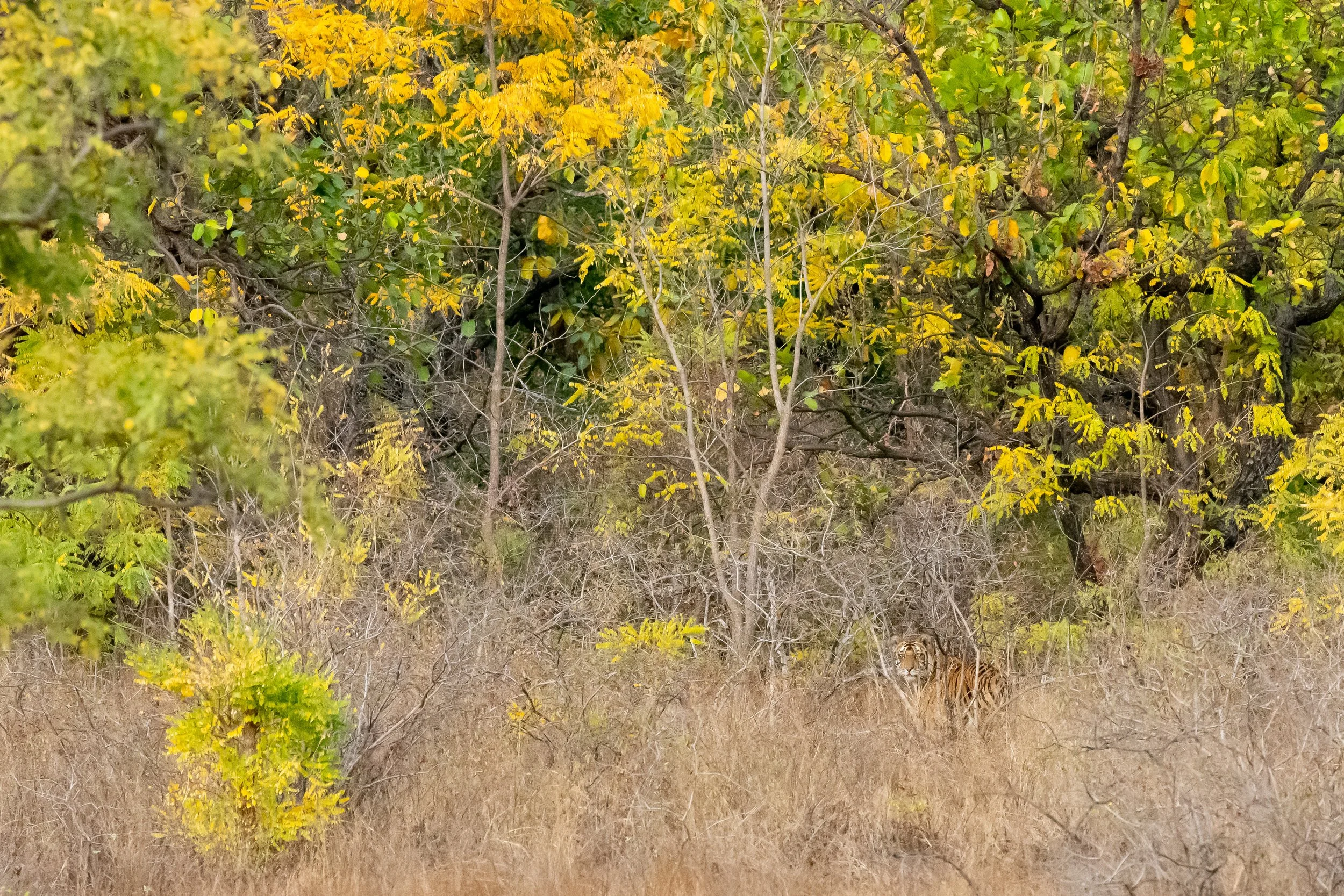 Tiger camouflaged in dry grass, Bandhavgarh National Park, India