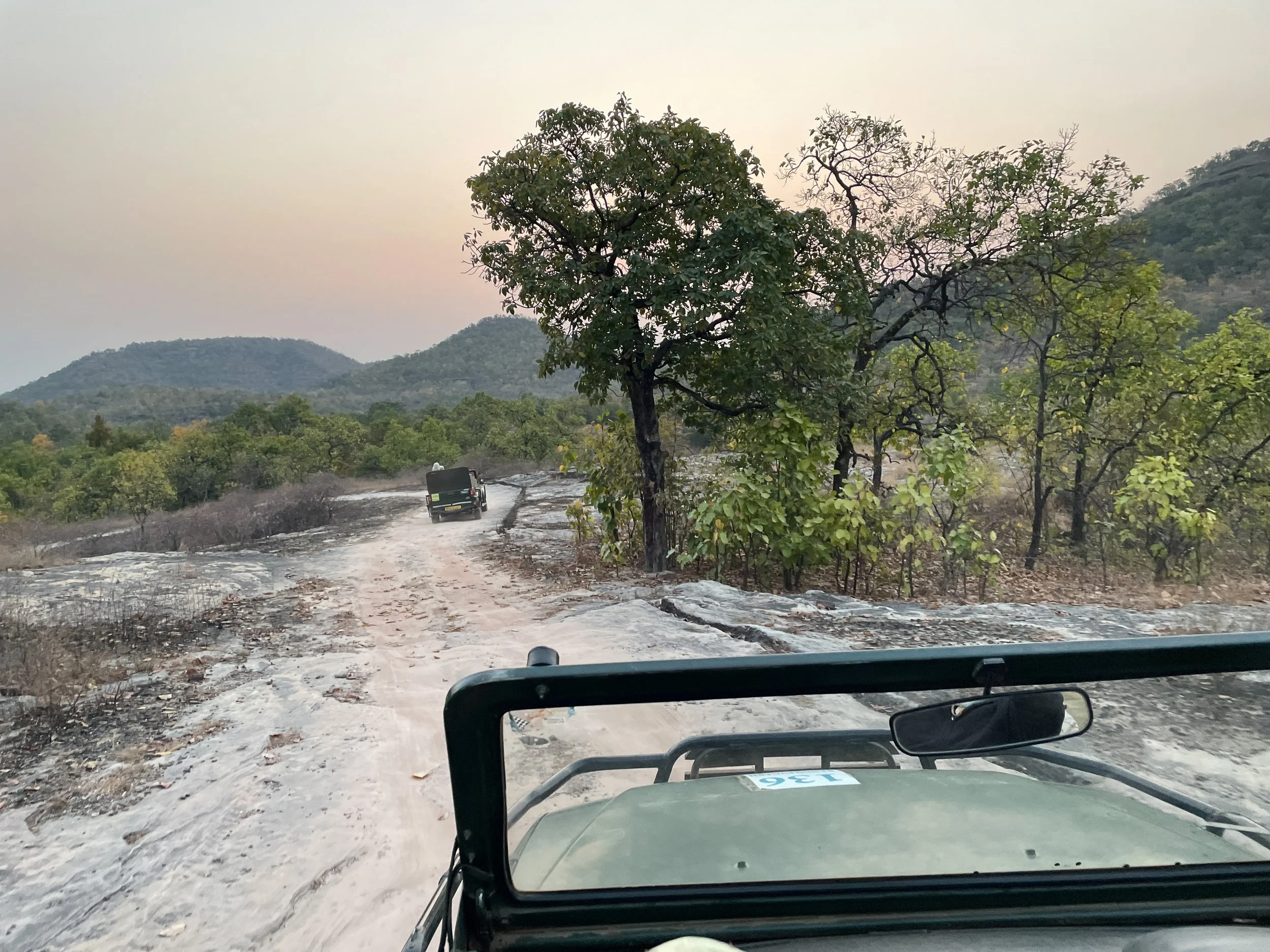Tiger Safari at dawn, Bandhavgarh National Park, India