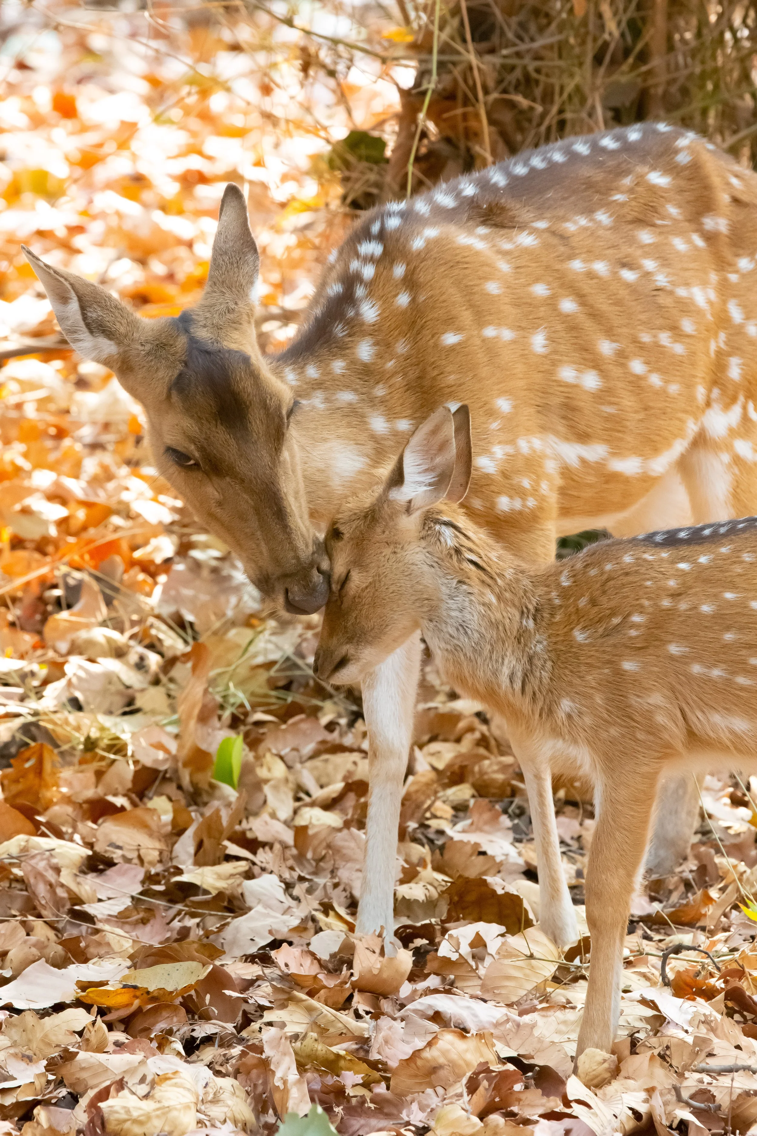 Mother chital and a young fawn, Bandhavgarh National Park, India