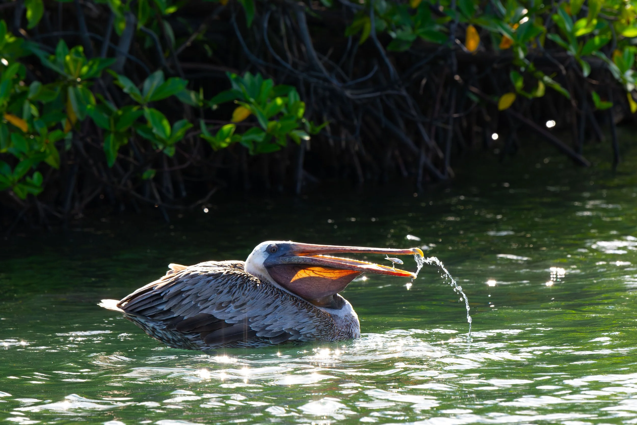 Brown pelican catching a small fish, Isabela