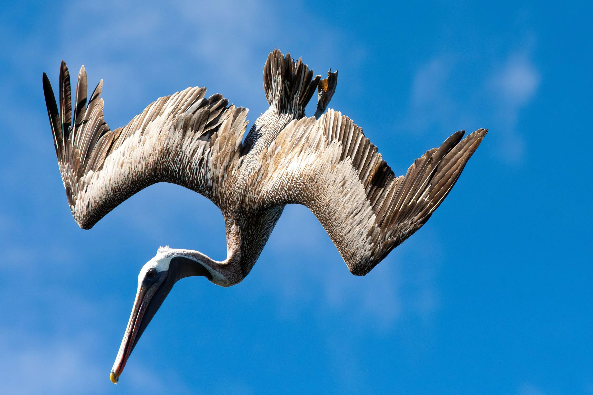 Brown pelican hunting for fish, Isabela