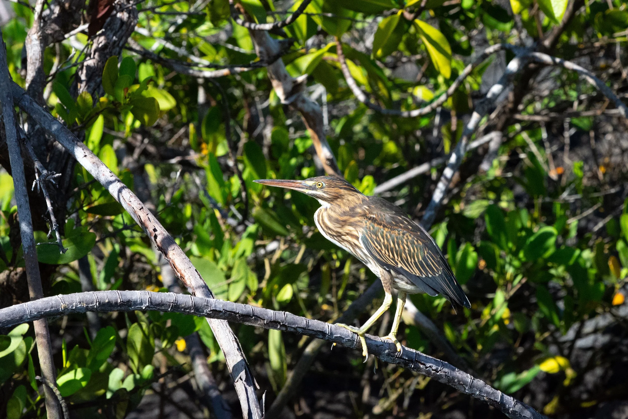 Striated heron, Islabela