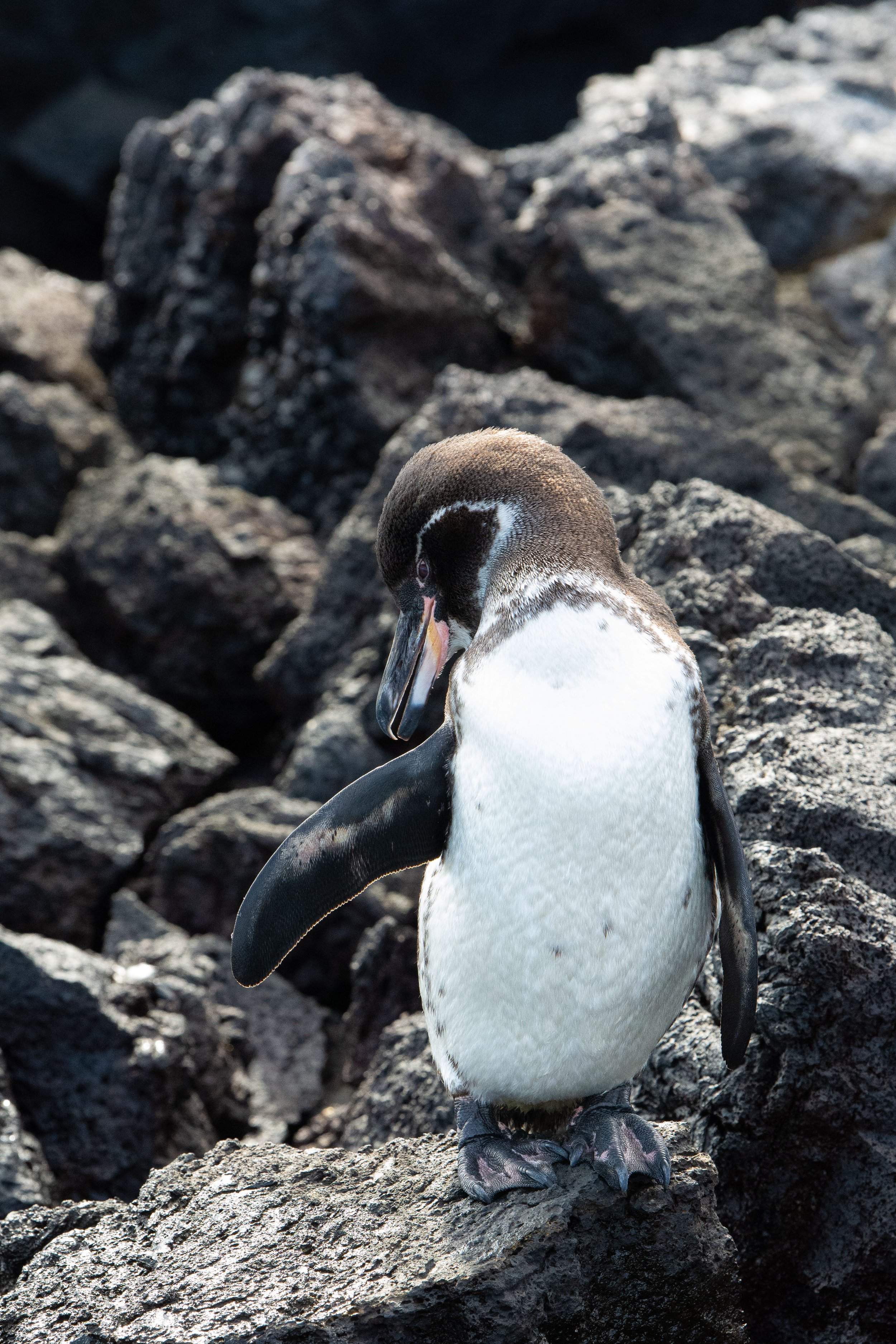 Galapagos penguin, Isabela