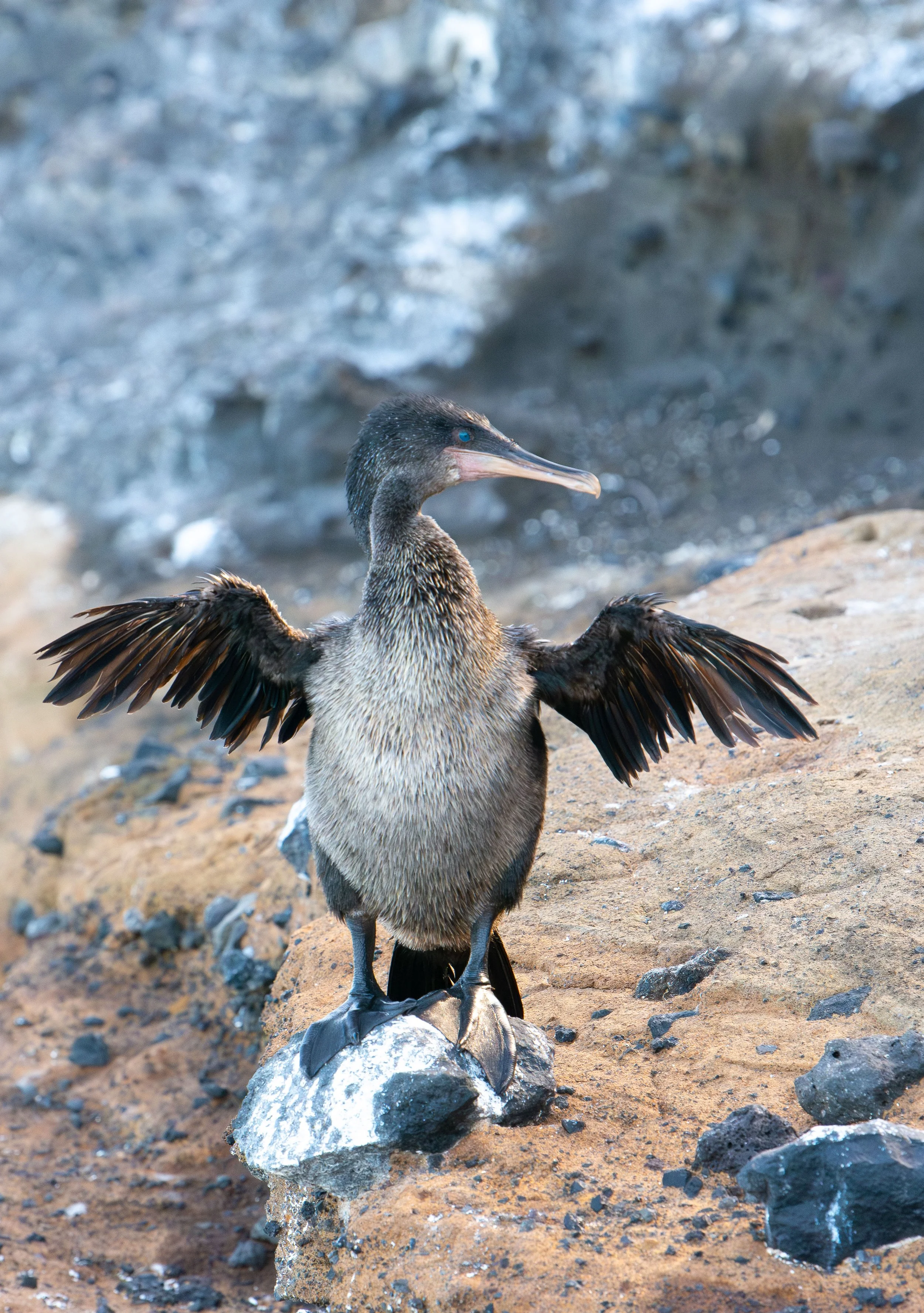 Flightless cormorant drying its wings, Tagus Cove, Islabela