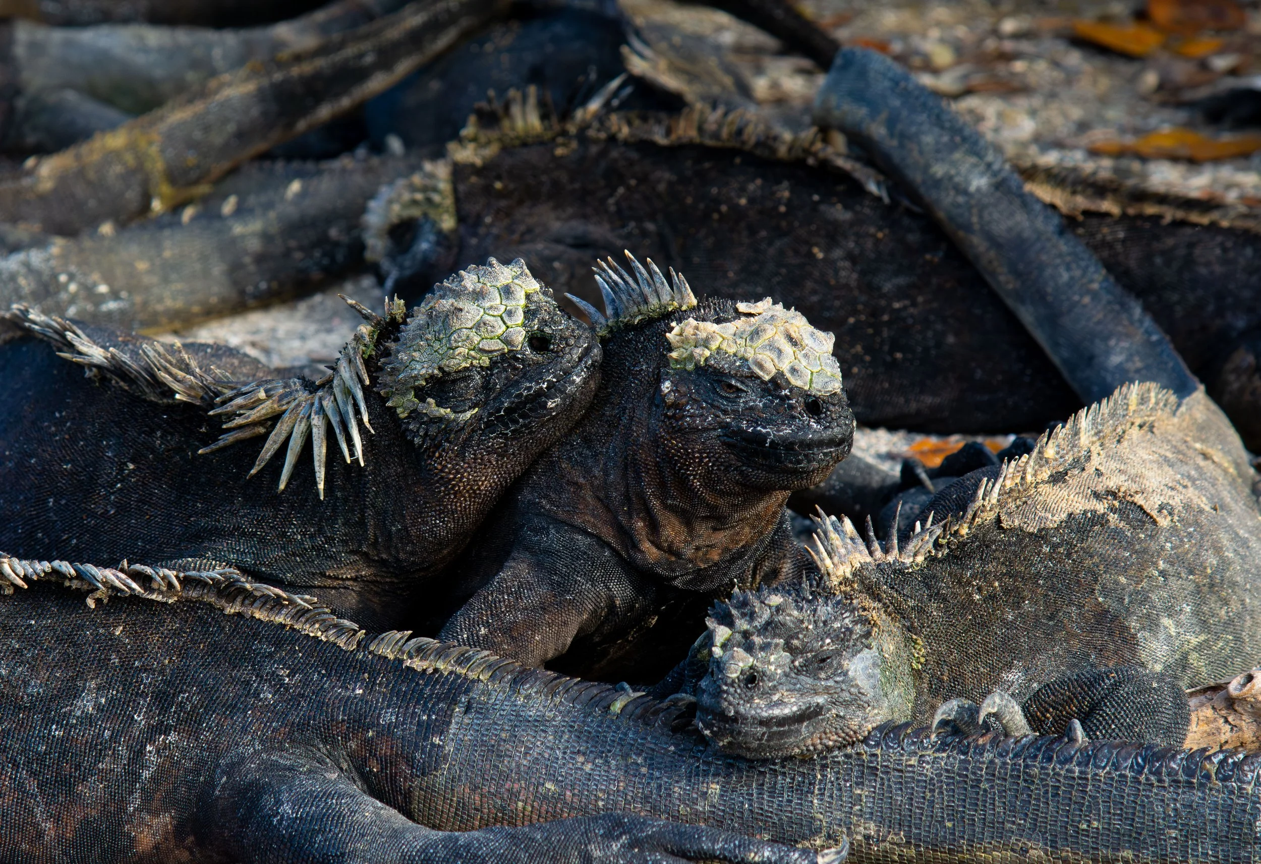 An entanglement of marine iguanas, Isabela