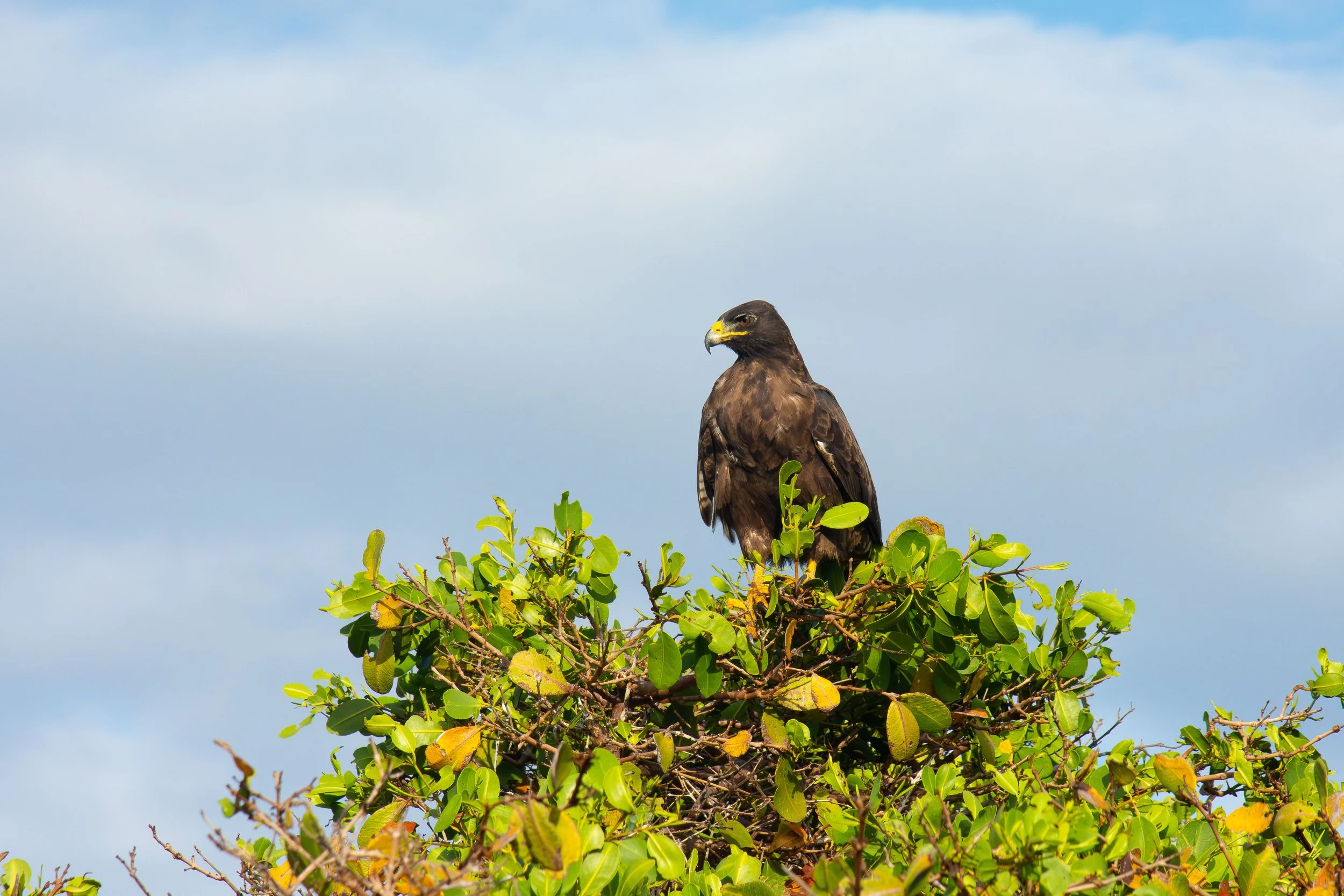 Galapagos hawk, Isabela