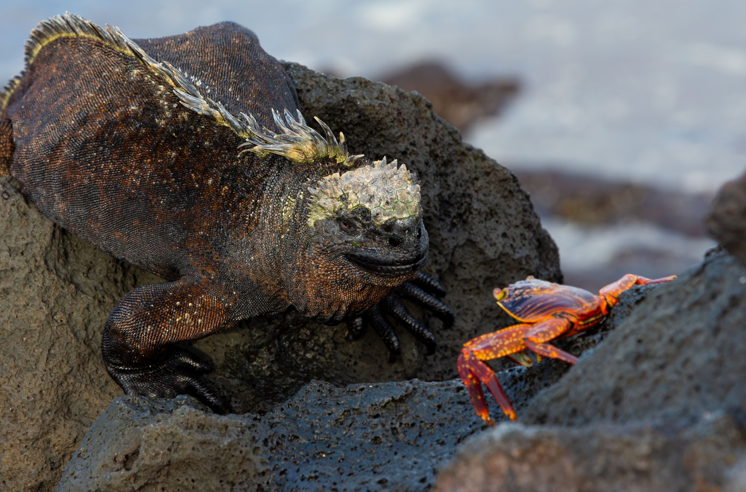 Marine iguana and sally lightfoot crab, Isabela