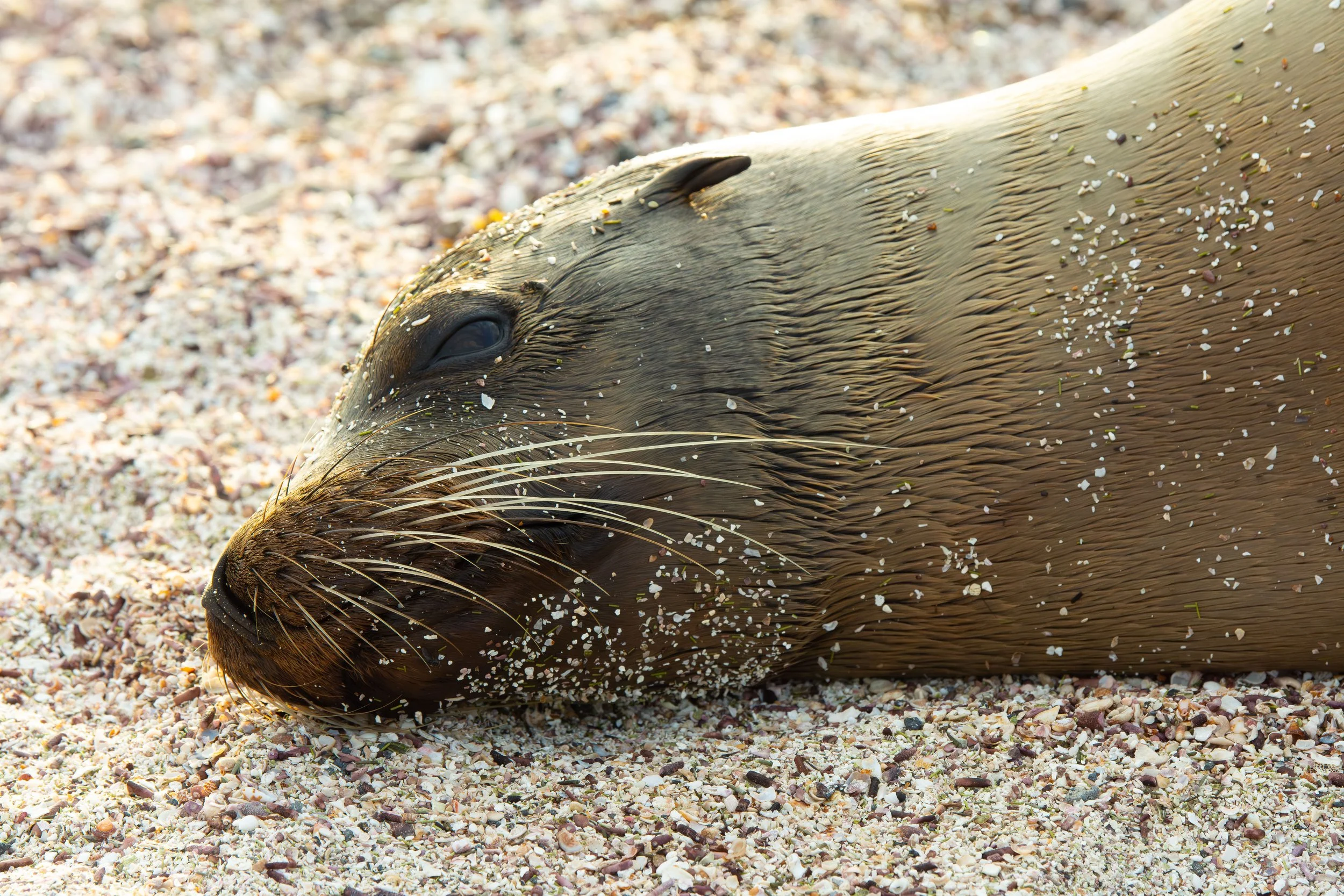 Galapagos sea lion resting, Isabela