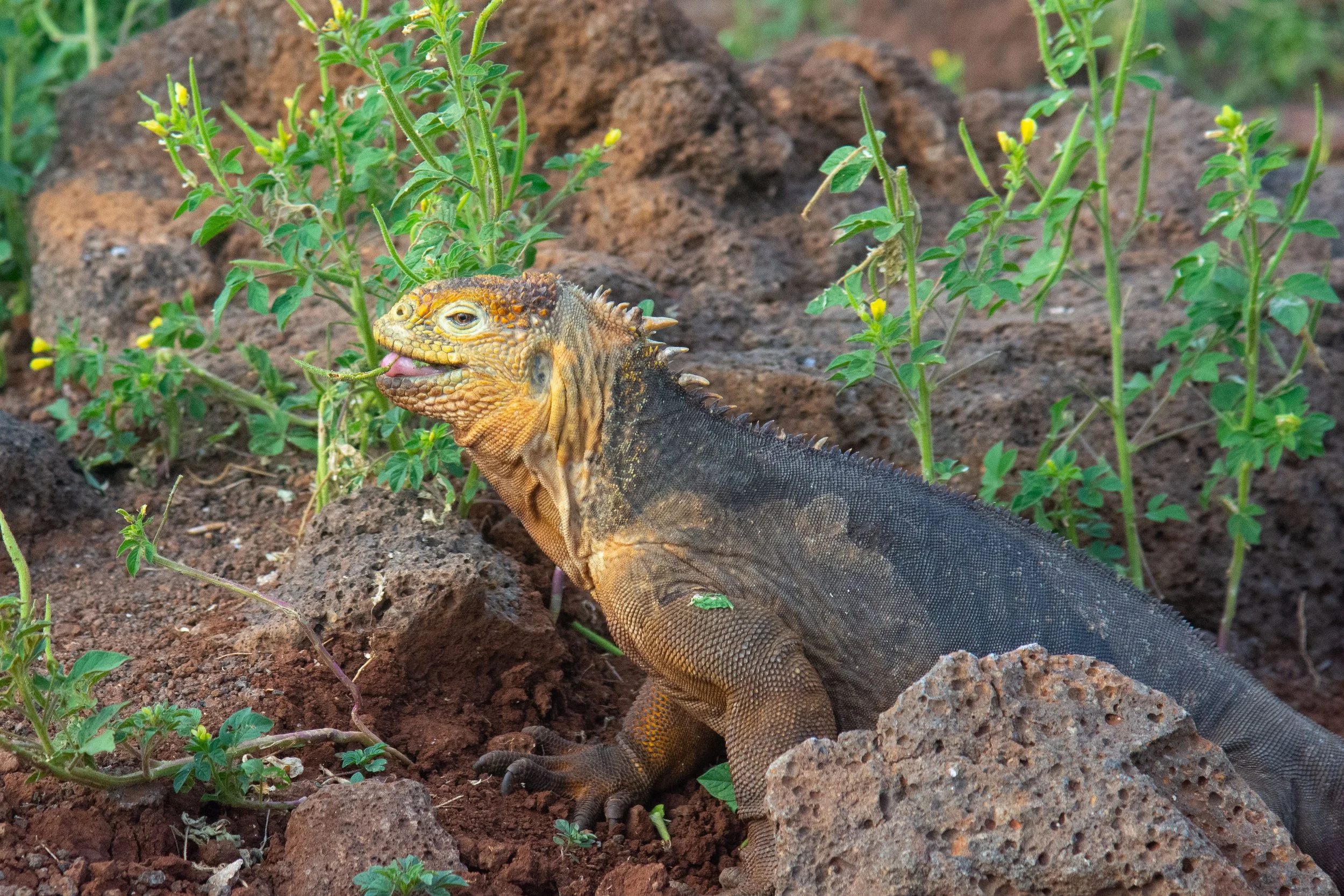 Land iguana, Seymour Island