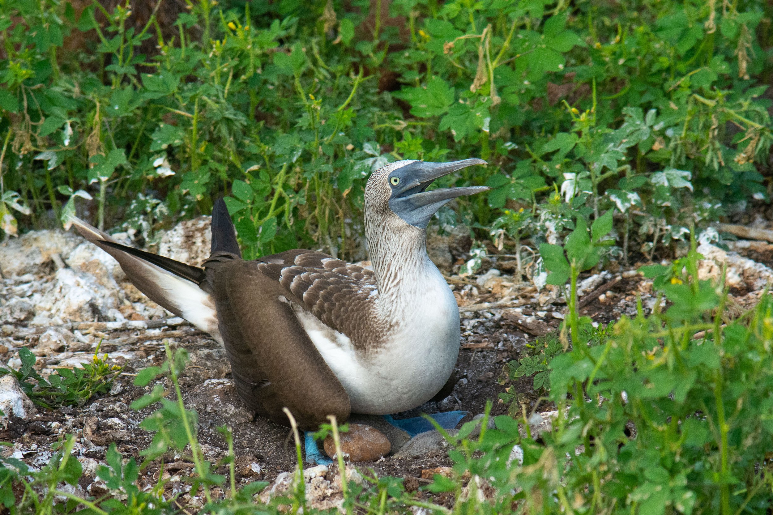 Blue-footed booby on a nest, Seymour Island
