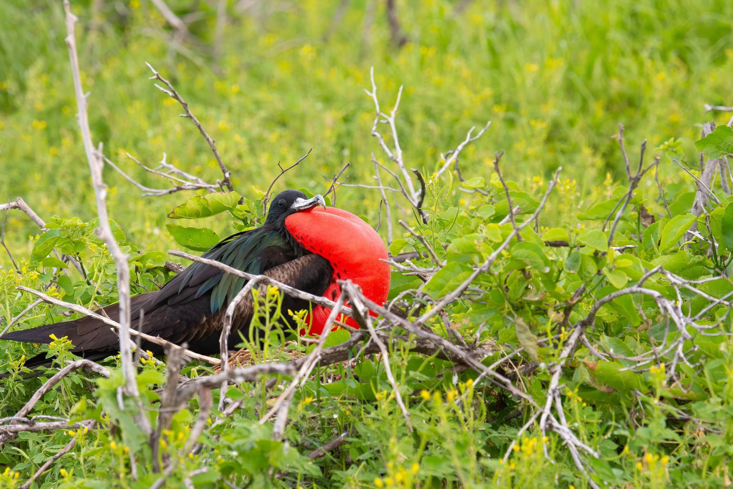 Frigatebird looking for a mate, Seymour Island