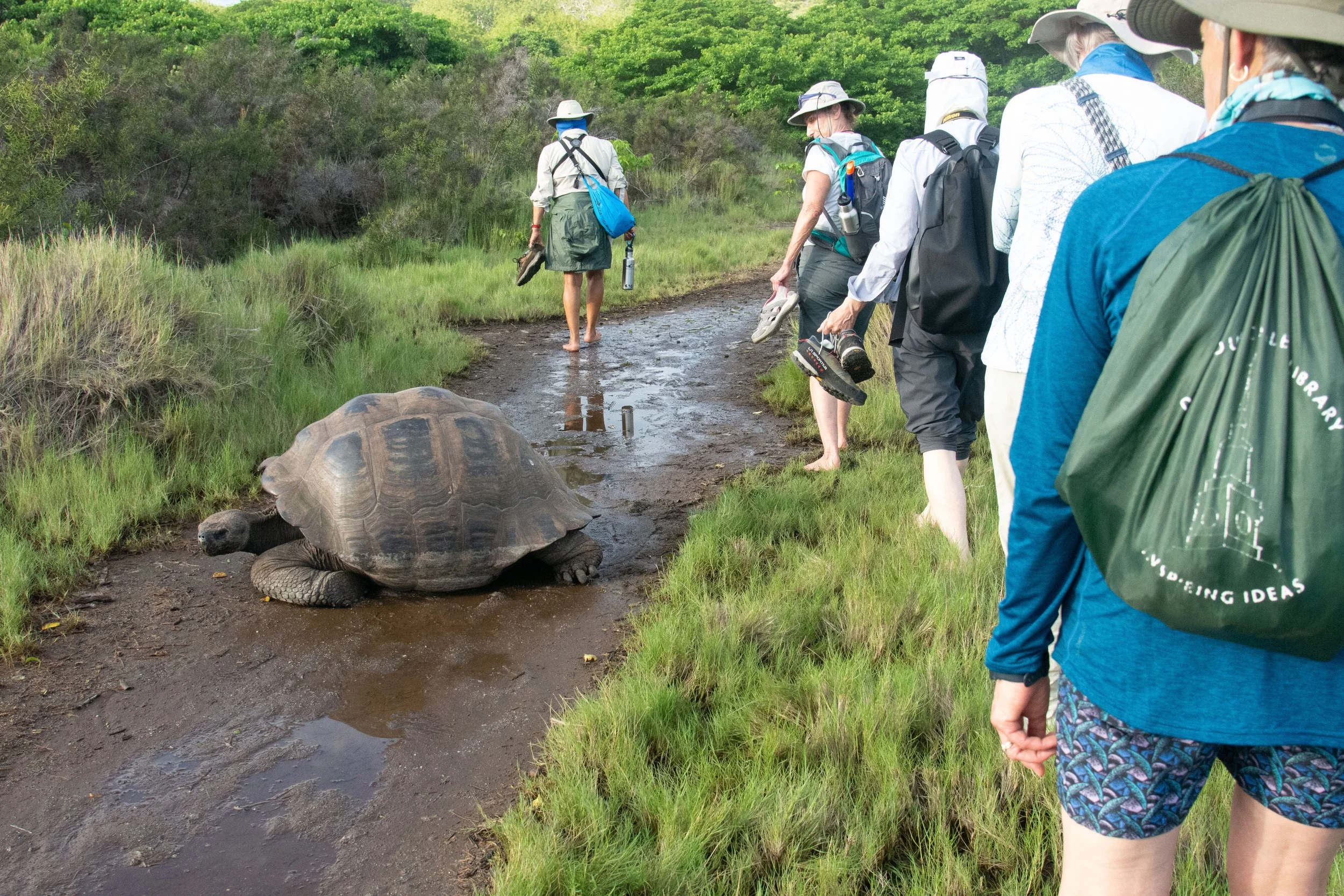 Hiking past a Galapagos tortoise, Isabela