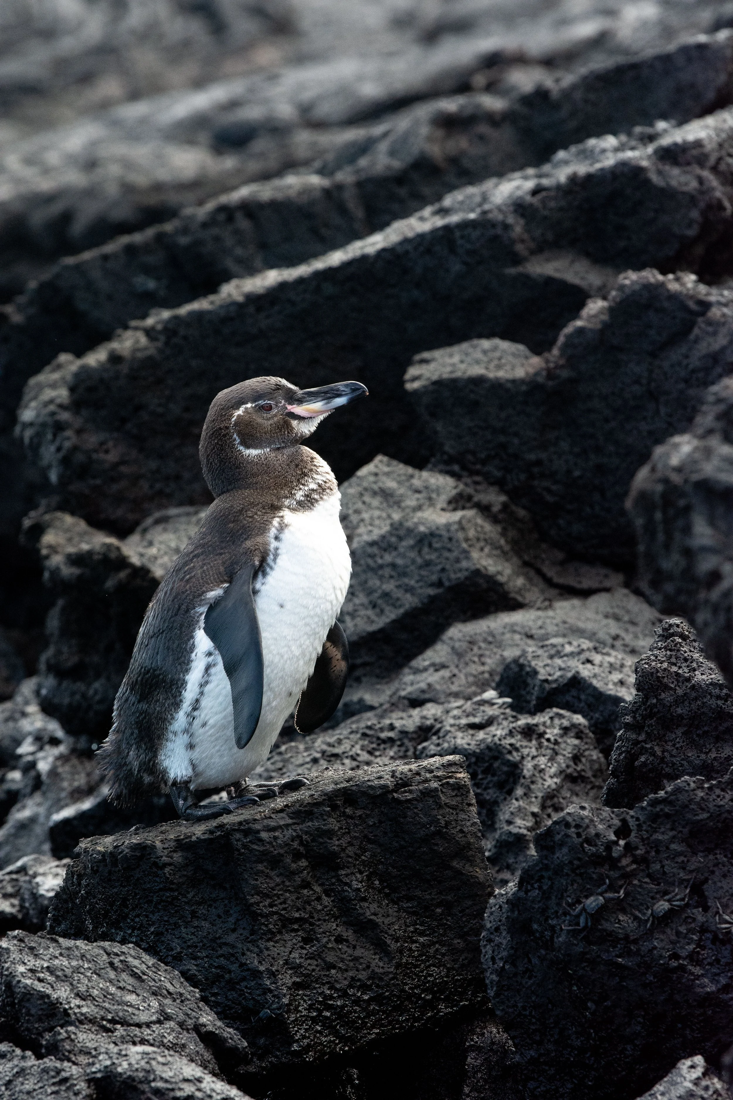 Galapagos penguin, Isabela Island