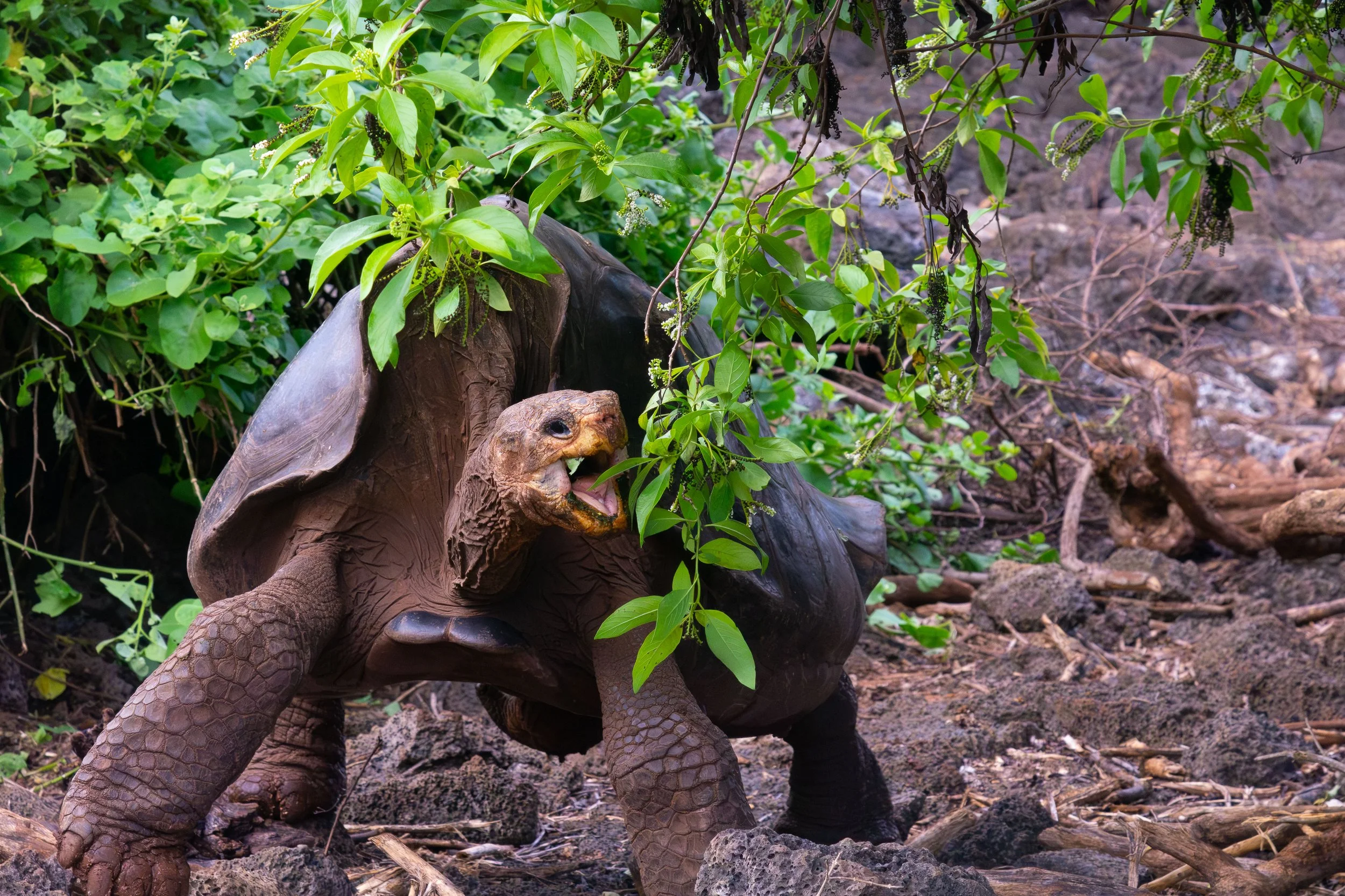 Saddleback galapagos tortoise, Santa Cruz Island