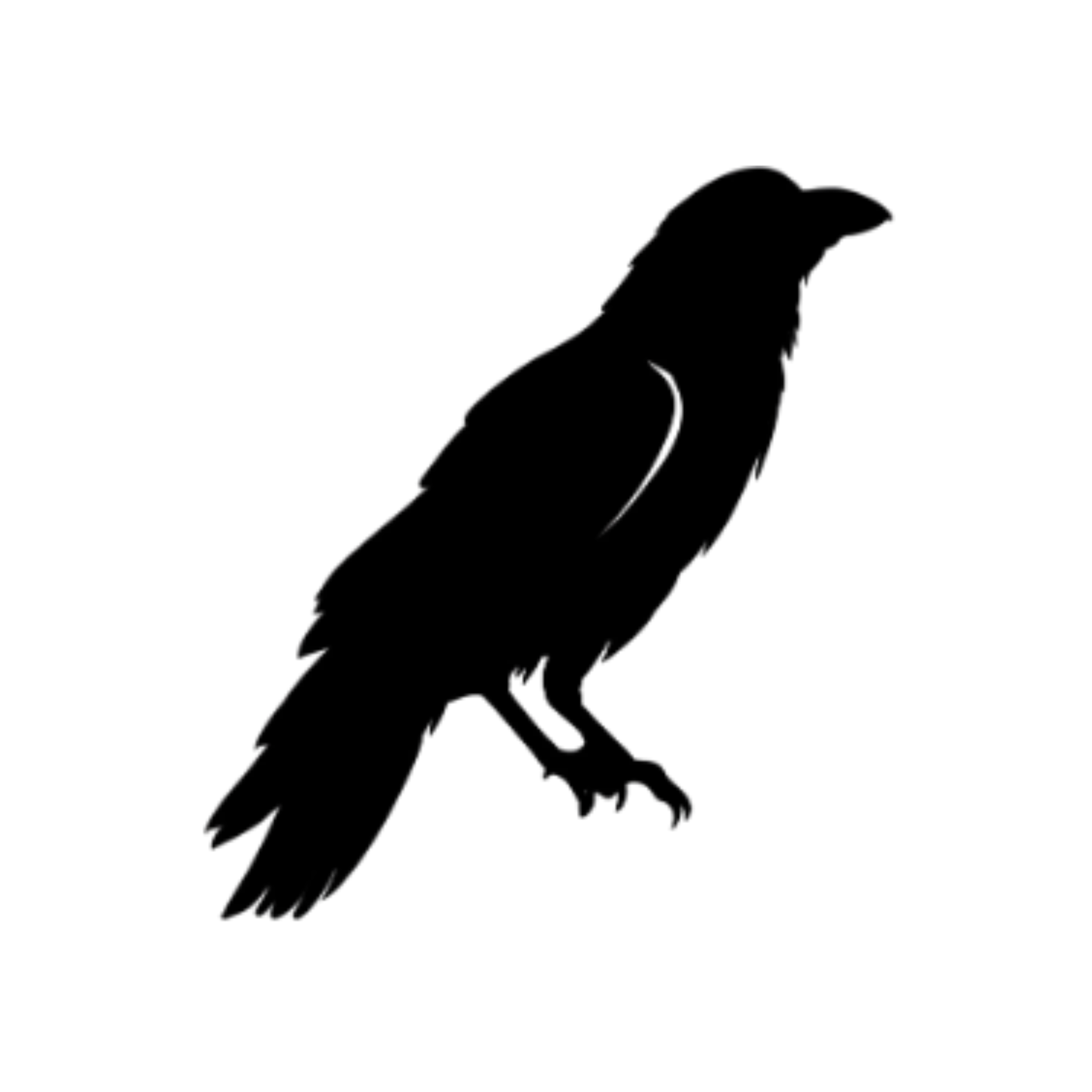 Raven Sillouette