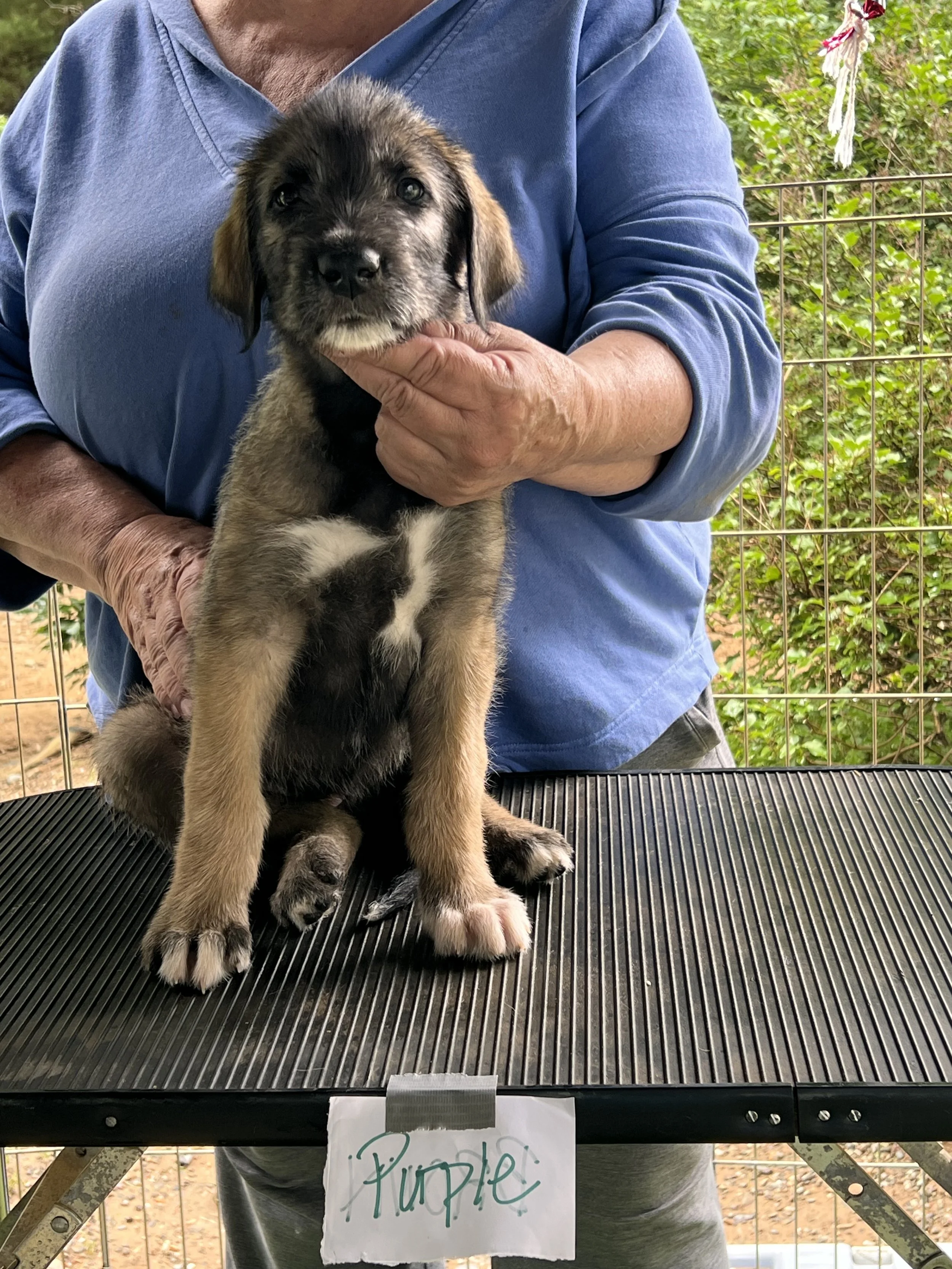 ballyhara evangeline 