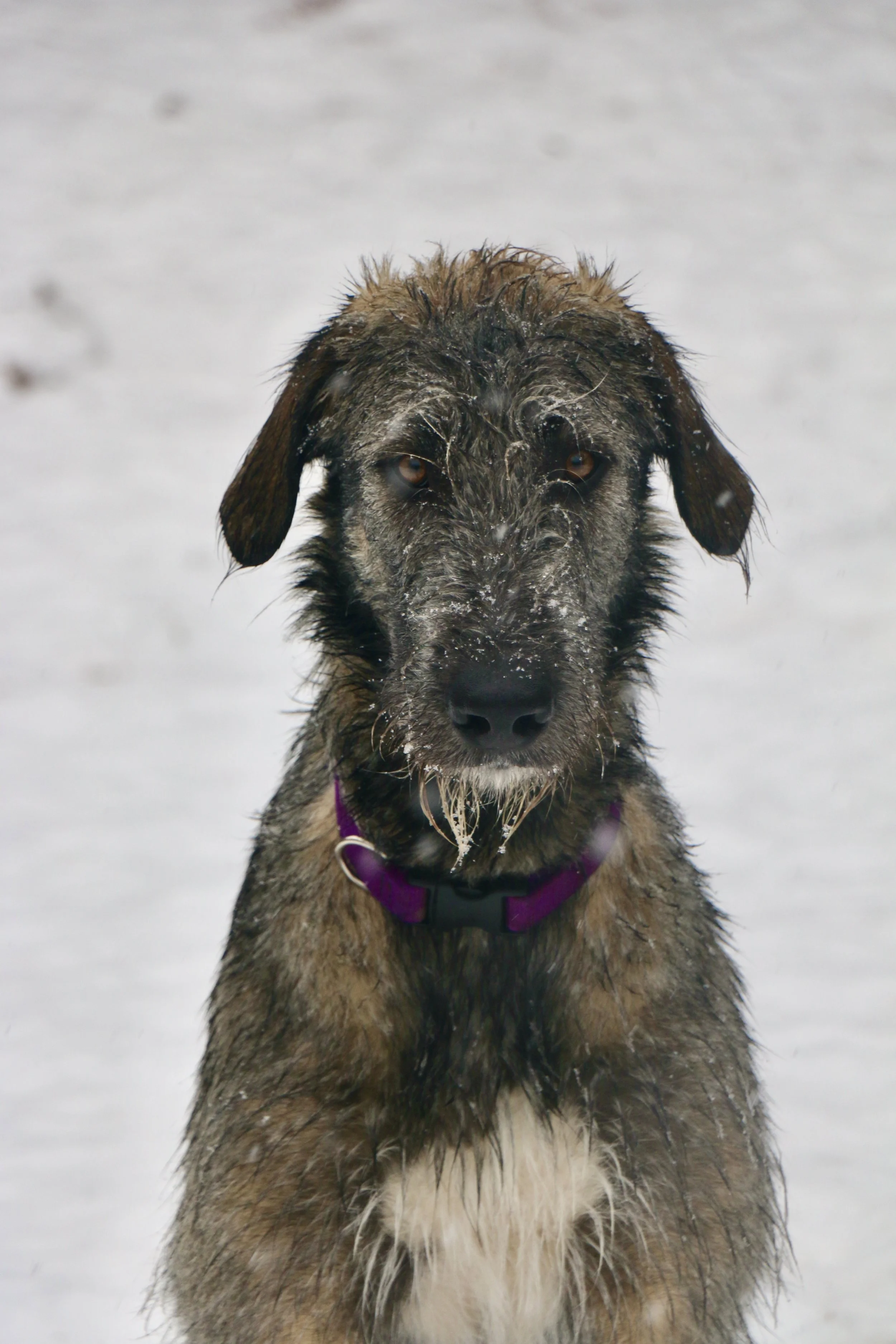 Ballyhara Alannah Yearling