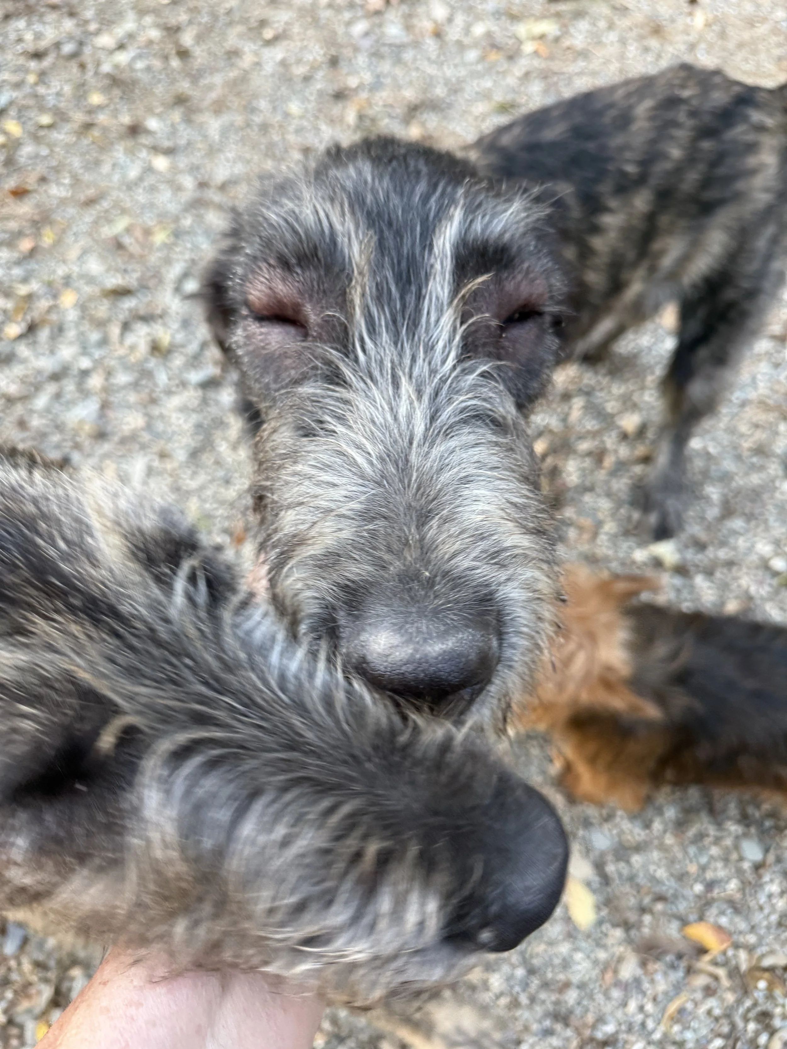 Irish Wolfhound Sting Reaction
