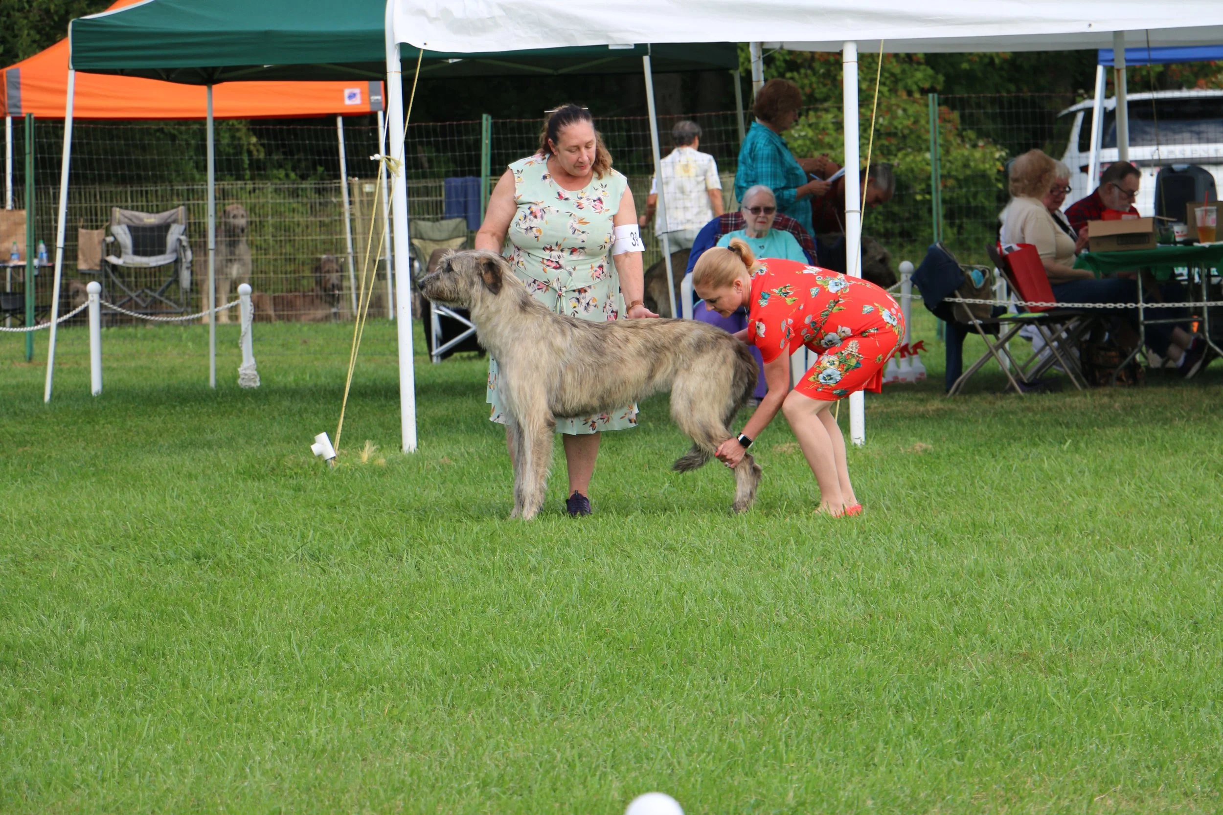 Ballyhara Afric IWANE