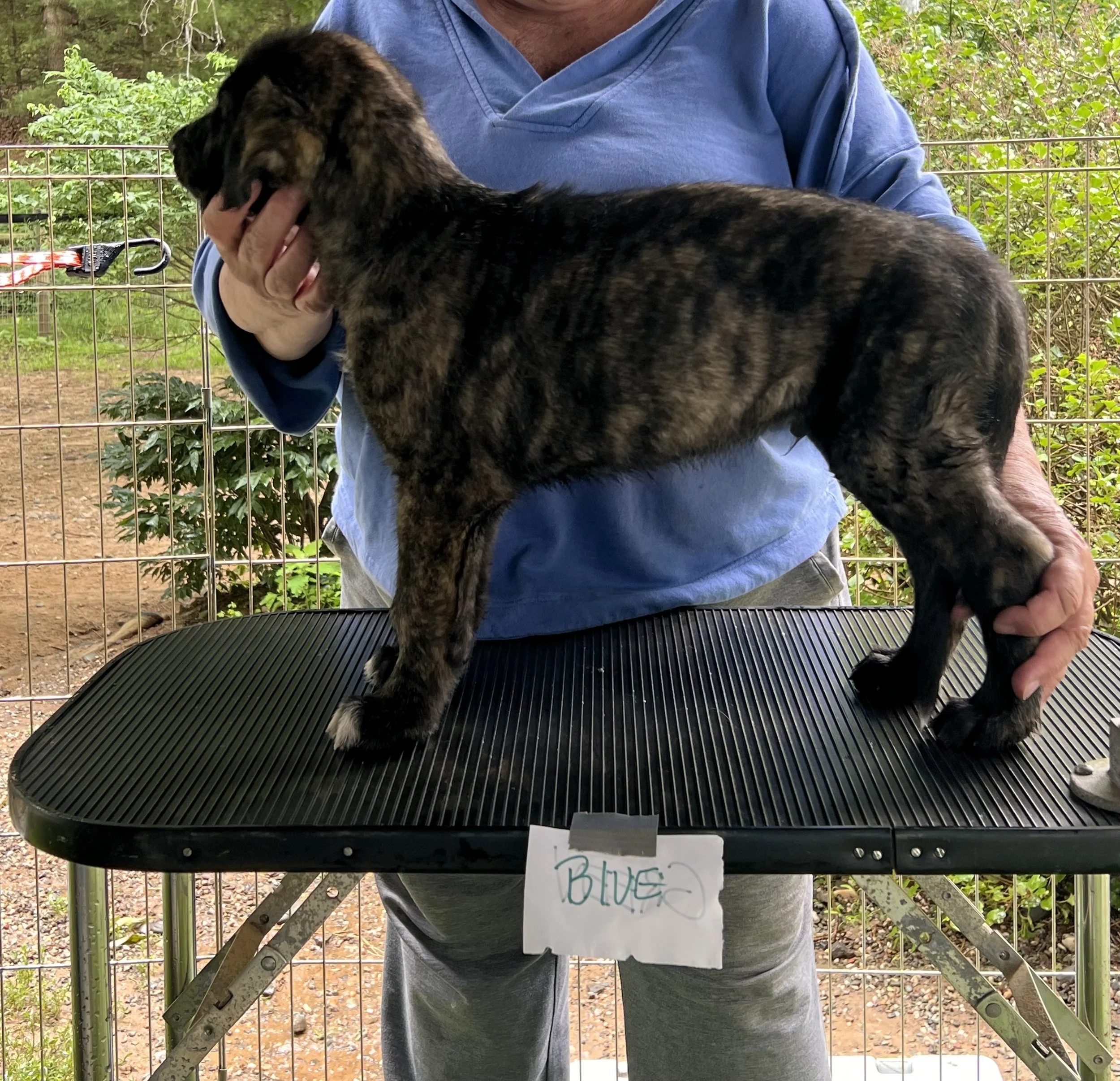 Ballyhara Emissary 5 weeks