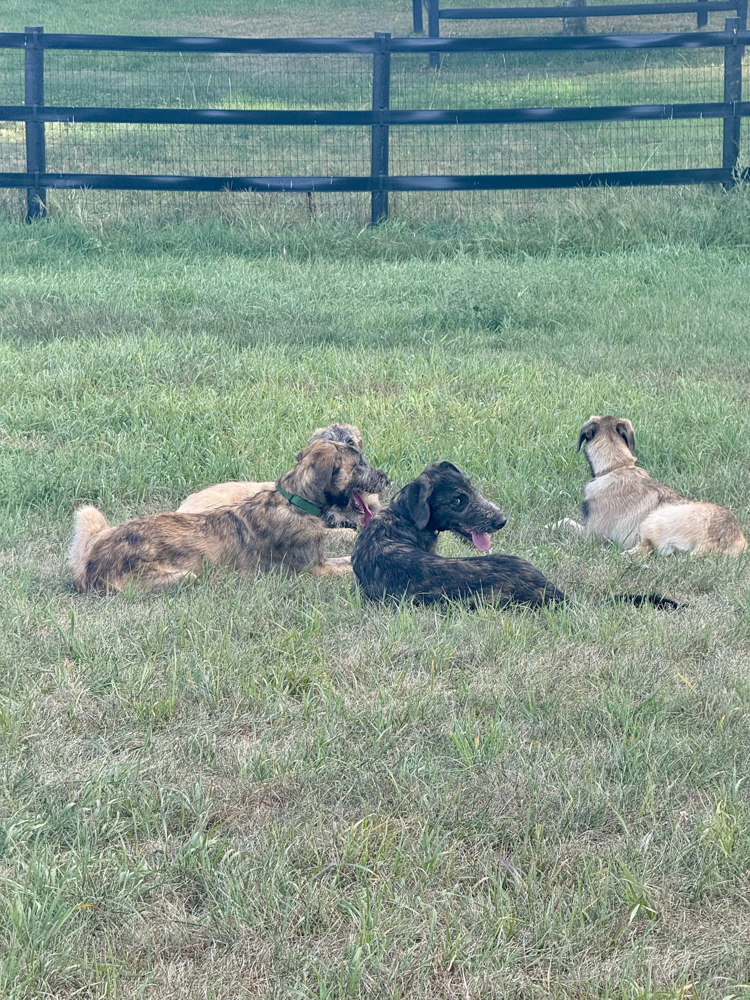 Ballyhara Erin with littermates