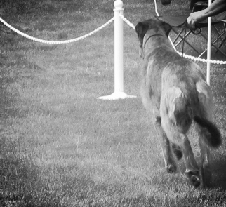 Rosslare's Jane of Ballyhara