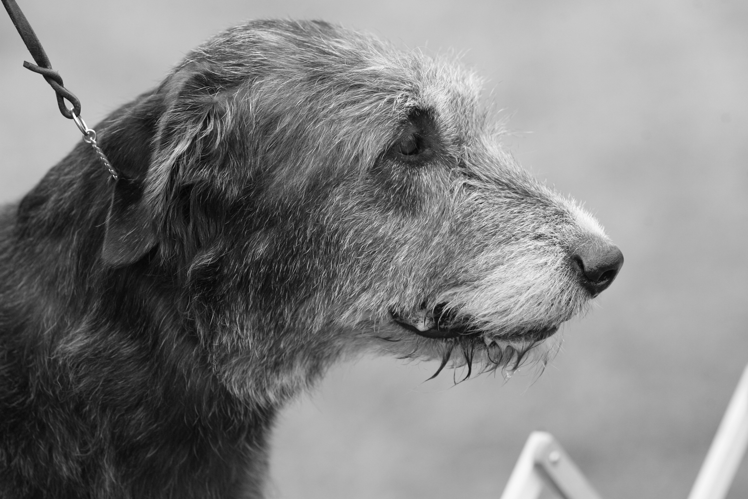 Cudama Santa of Ballyhara