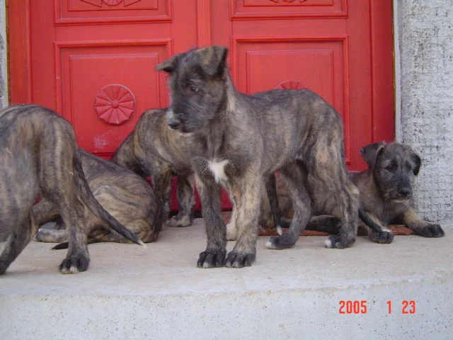 Santa at 8-9 weeks.JPG