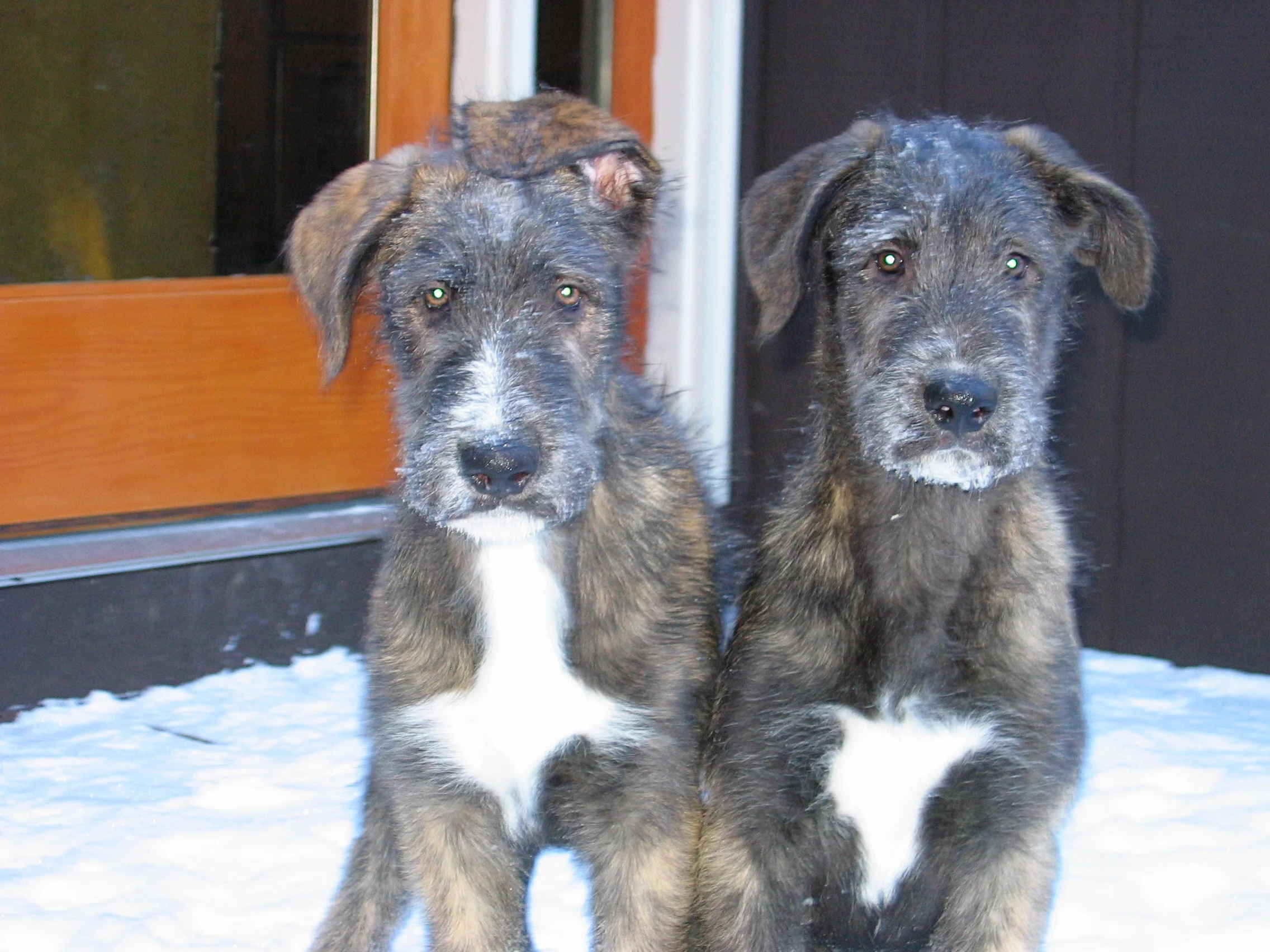 Santa and Scove as pupps 12 weeks old.JPG