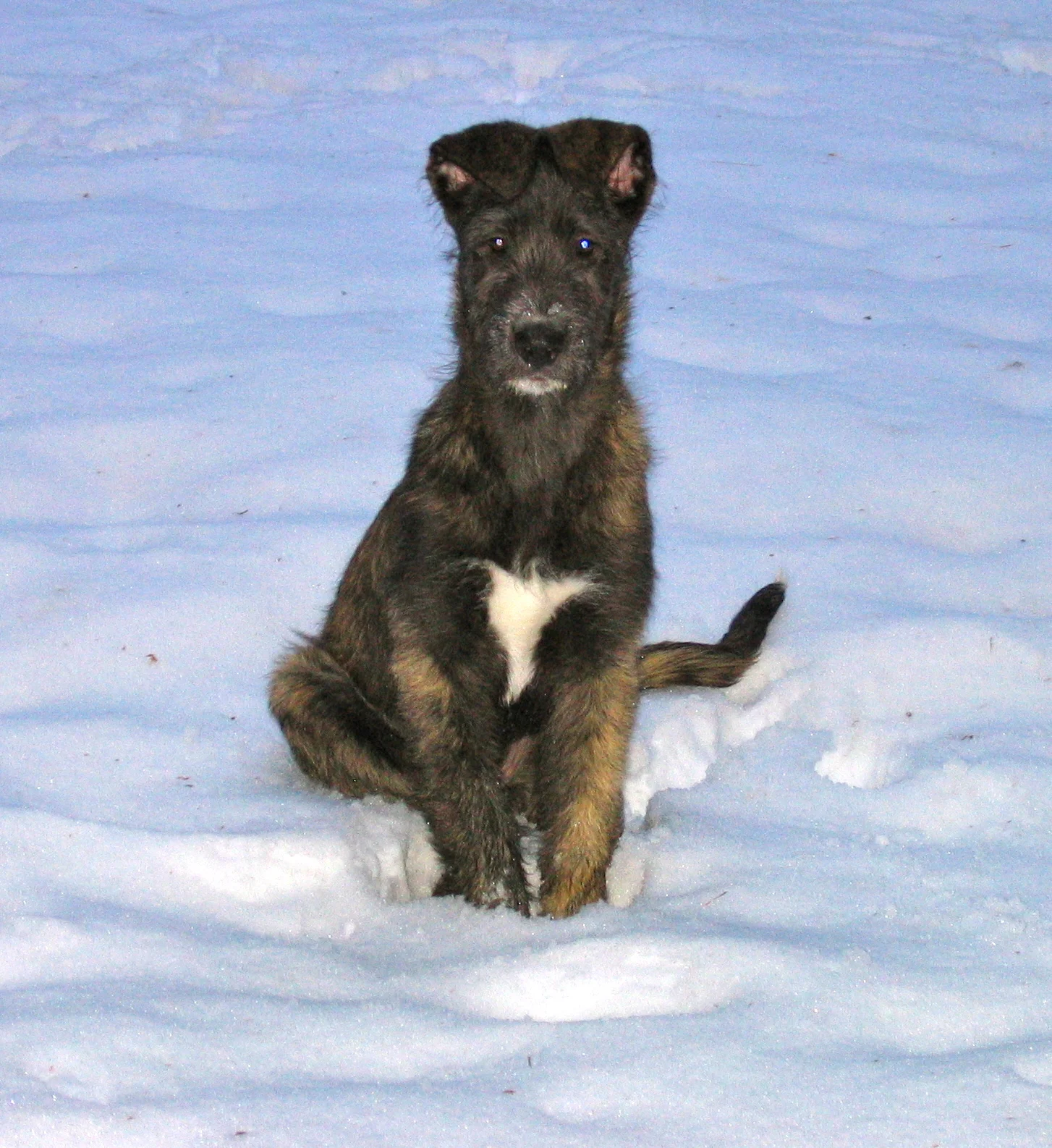 Santa and ears 13 weeks.JPG