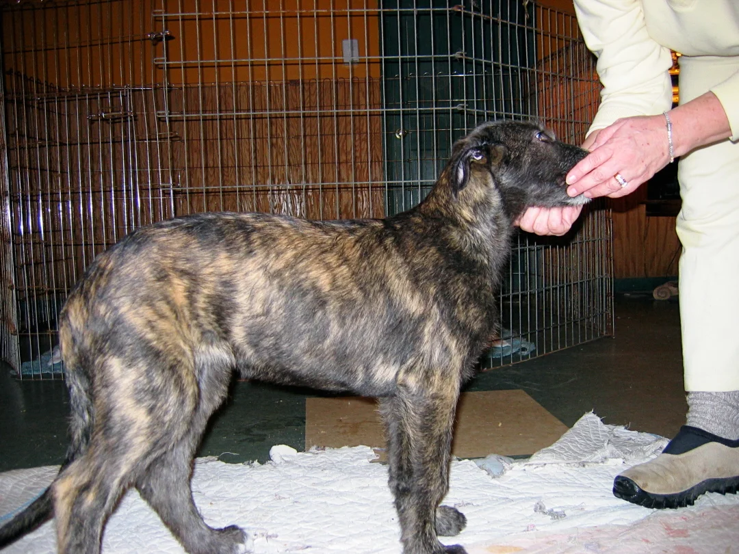 Scove 13 weeks old.JPG