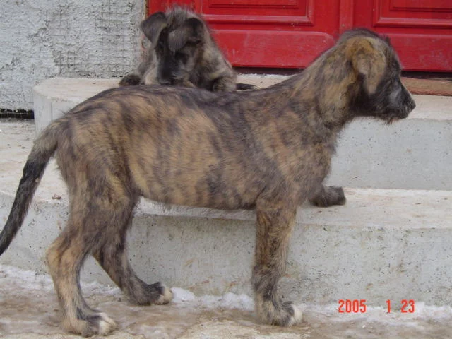 Sandycove 8-9 weeks.JPG