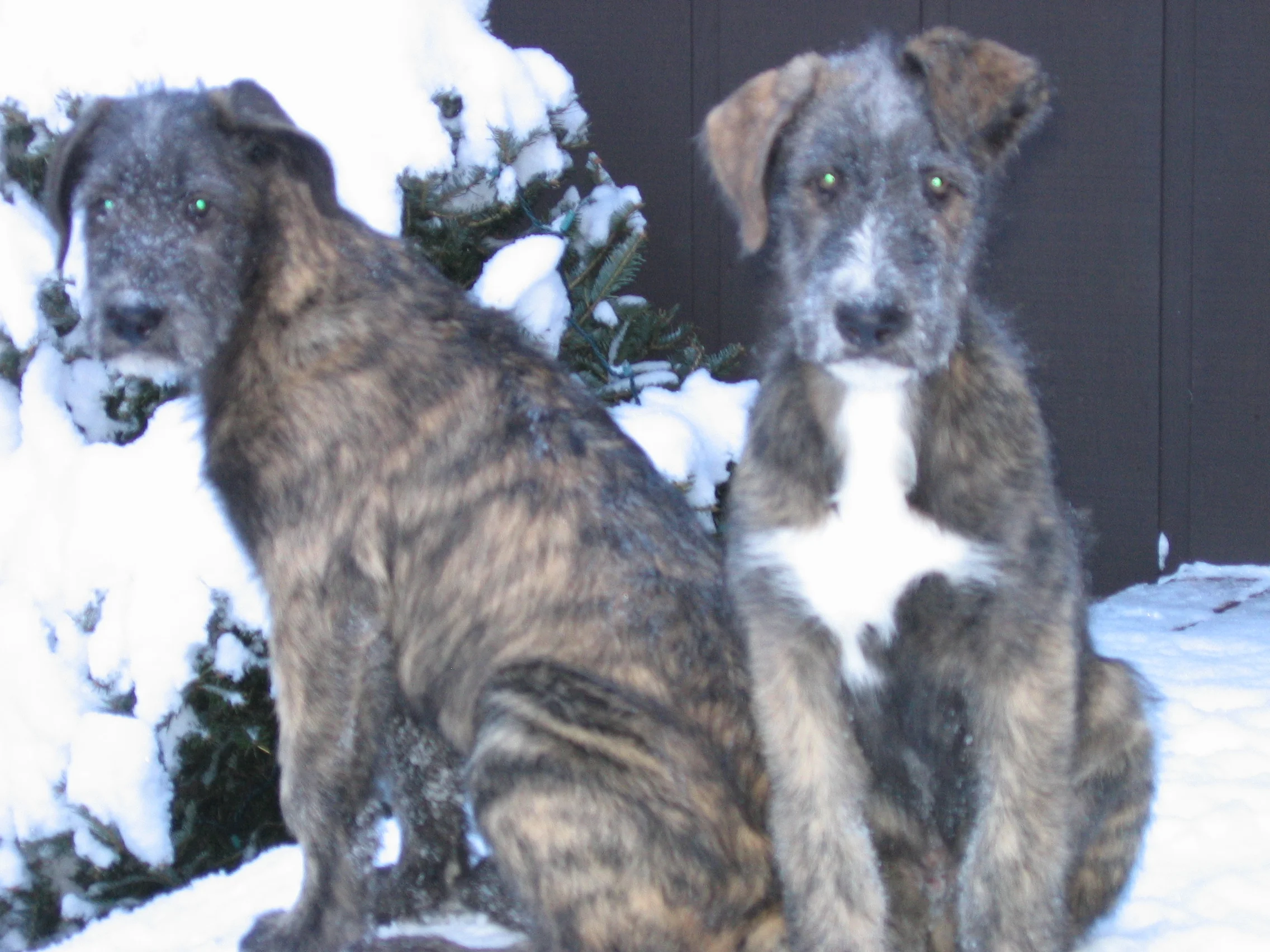 Santa and Scove profile 12 weeks old.JPG