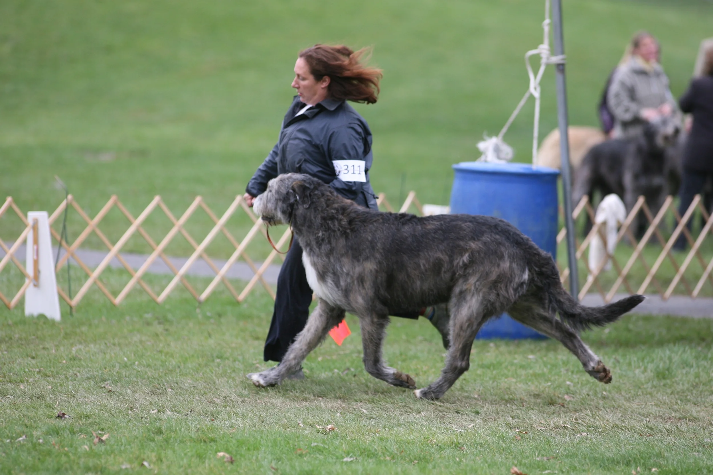 SCove side gait#1 5 years old.JPG