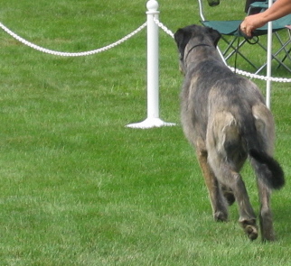 Jane hindquarters going away around the curve