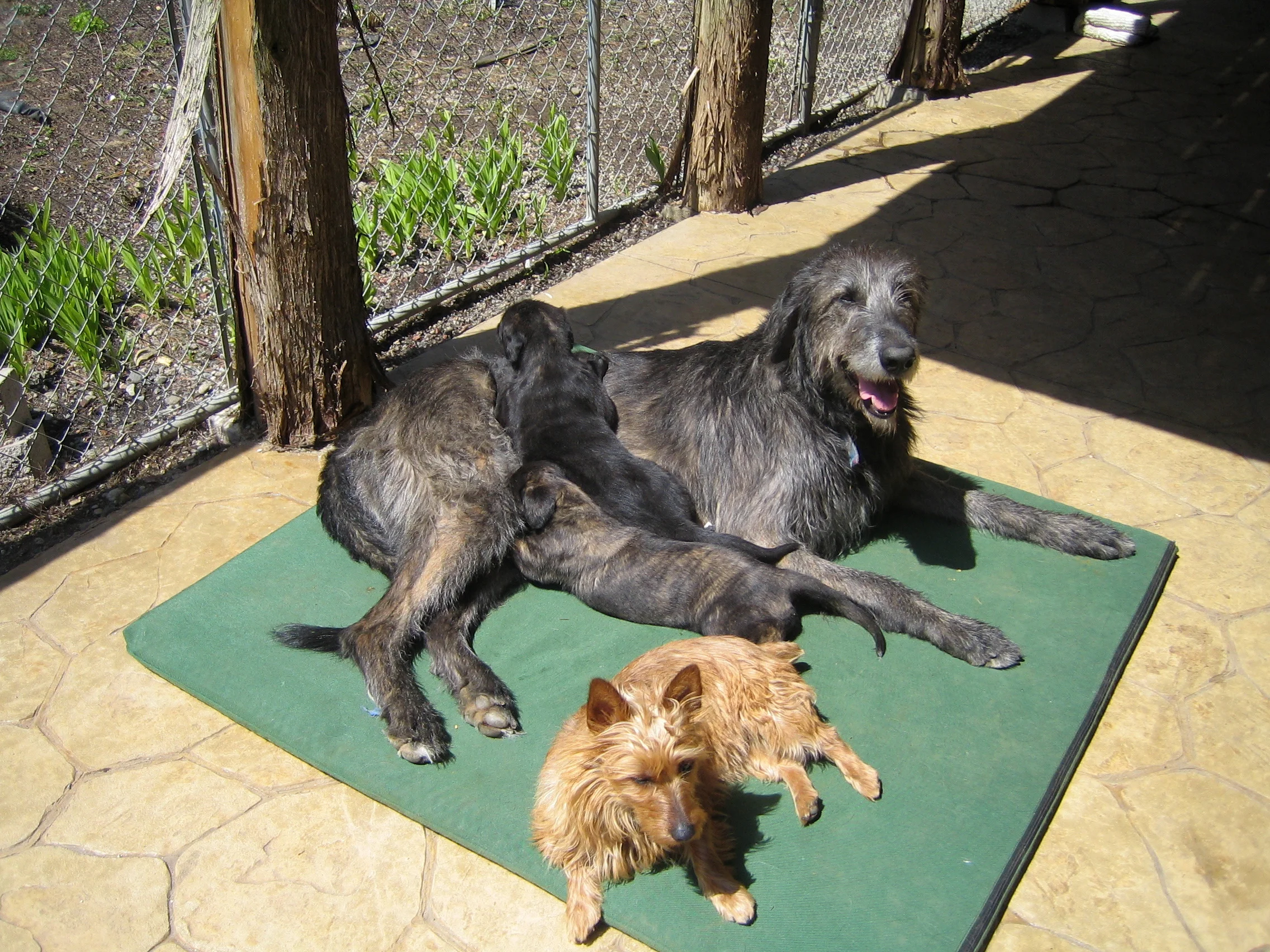 Jane and pups