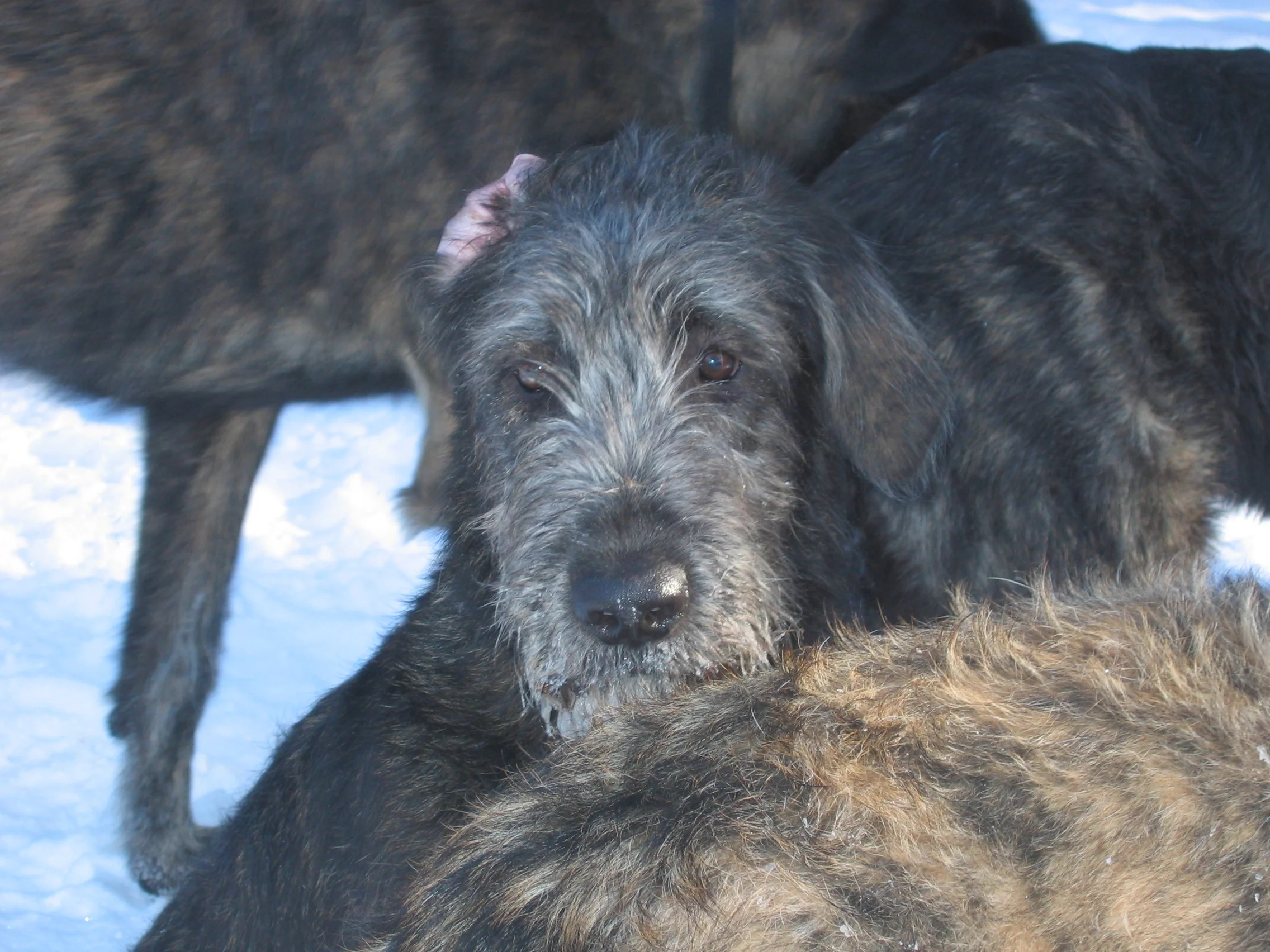 Darley amongst the crowd