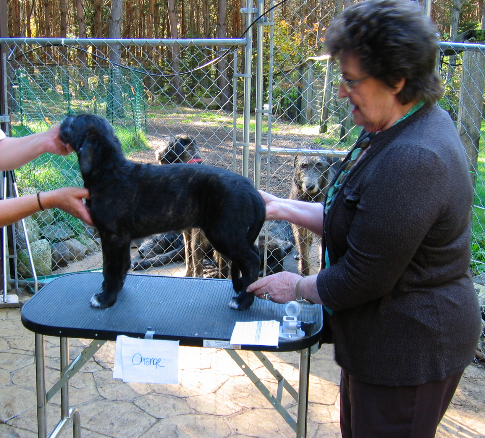 Darley 7 weeks of age with Jean Malley