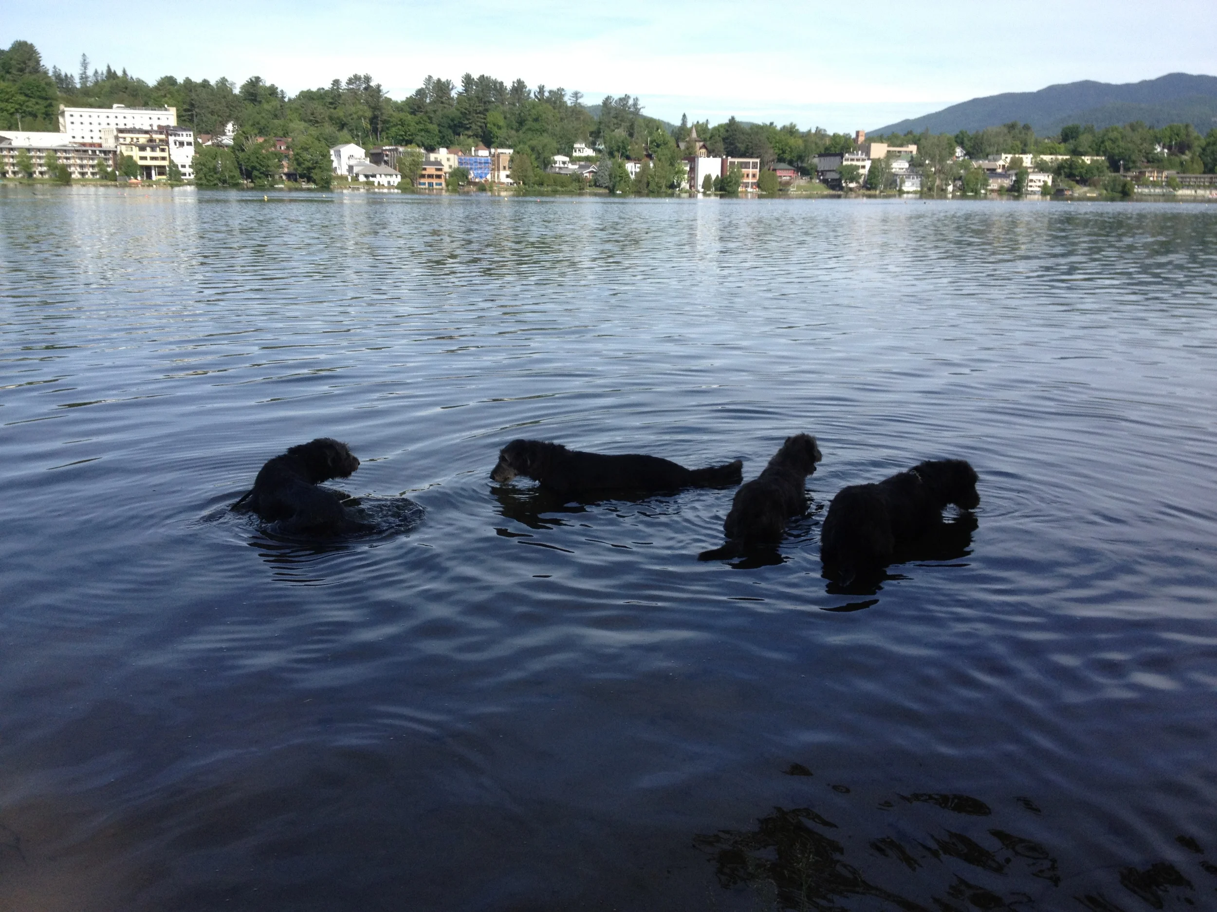Darley and littermates in Mirror Lake