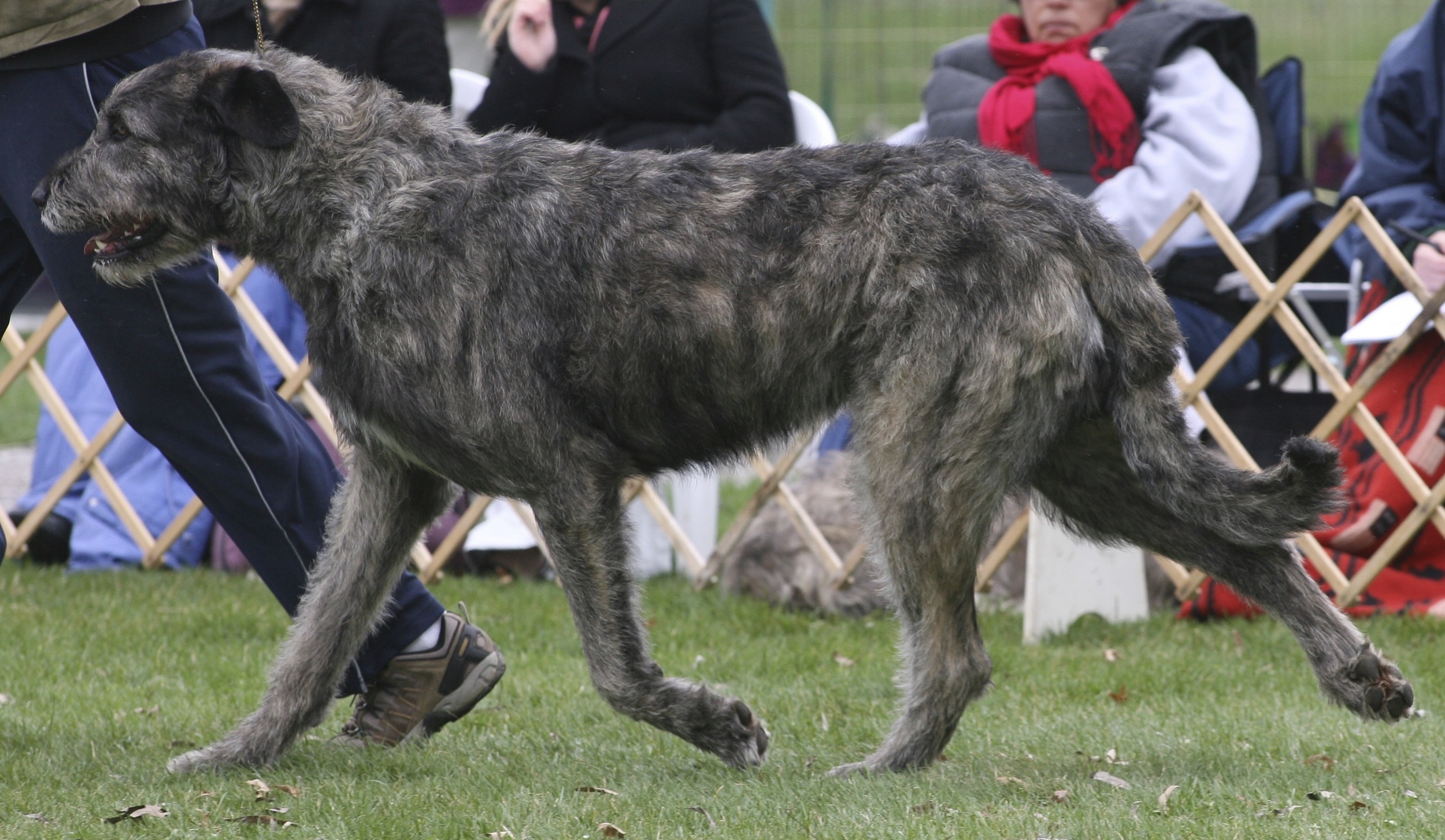 Danny gaiting as a yearling